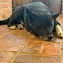 Bruenor joined the competition — help win amazing prizes! dog, black_dog, indoor, resting, floor, brick_floor, paw, animal, pet, canine, laying_down, relaxed, closeup, fur, quiet, home, domestic_animal, sleepy, natural_light, background_blur