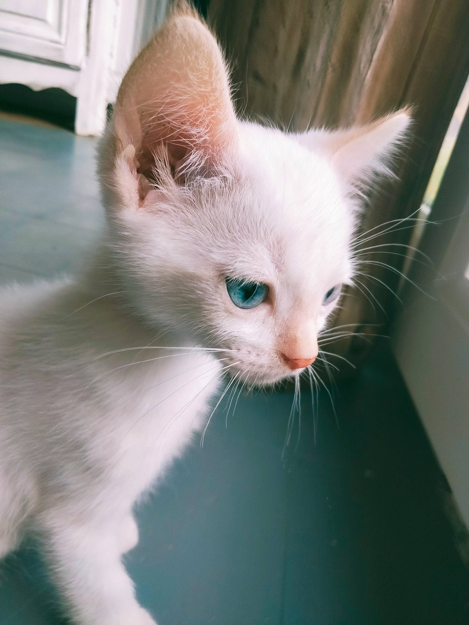 Teddy a rejoint le concours — aidez-le/la à gagner de superbes lots ! carnivore, cat, claw, domestic_short_haired_cat, felidae, fur, head, paw, small_to_medium_sized_cats, snout, tail, terrestrial_animal, whiskers, window