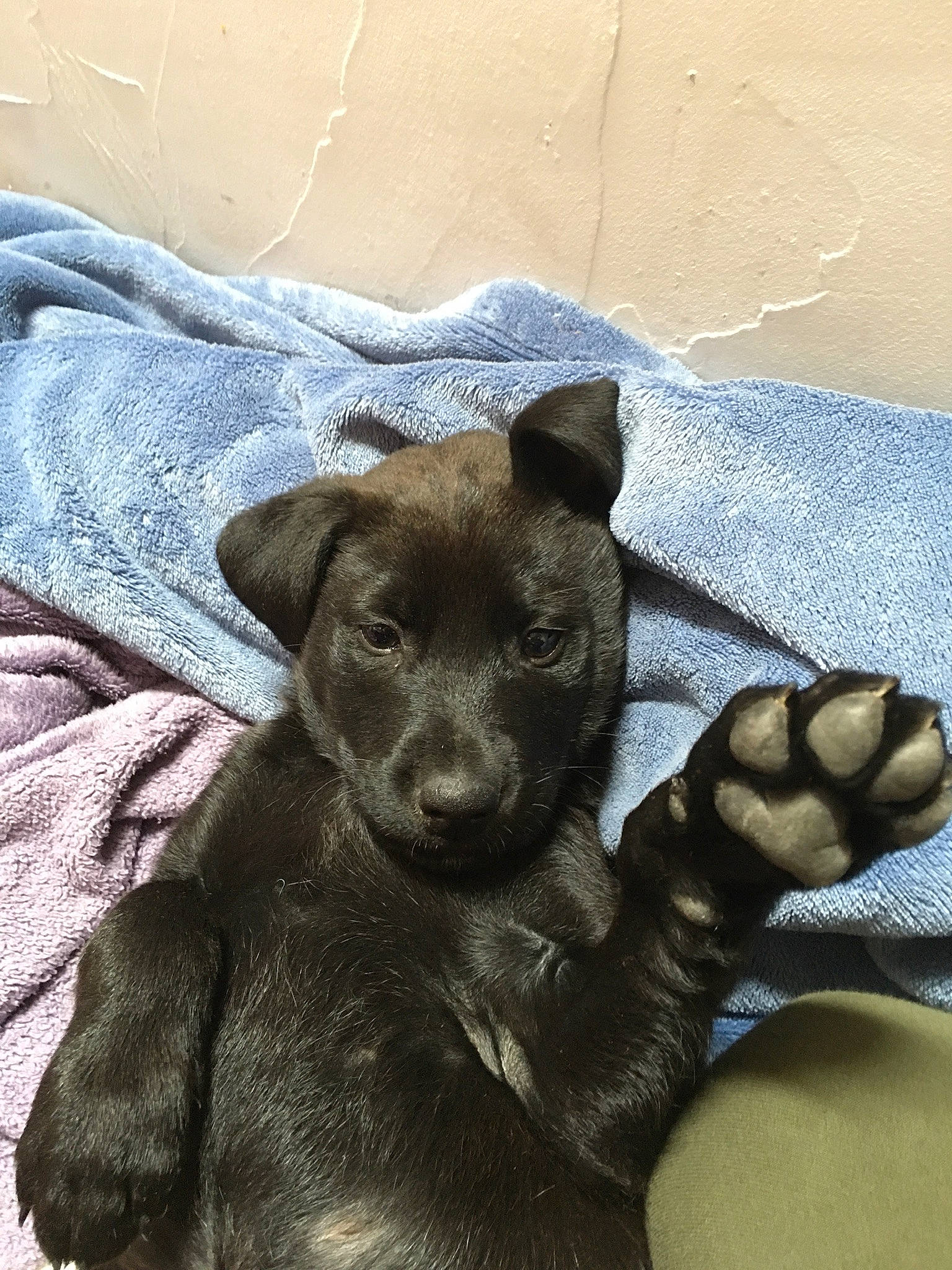 Kawa participe au concours pour gagner de l'argent avec cette photo : canidae, carnivore, comfort, companion_dog, dog, dog_breed, ear, eye, fawn, fur, gesture, liver, mammal, paw, snout, sporting_group, terrestrial_animal, toy_dog, whiskers, working_animal