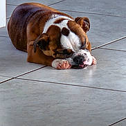 Bubba joined the competition — help win amazing prizes! adorable, animal, brown_and_white, bulldog, compact, cute, dog, domestic_pet, floor_tiles, fur, indoor, paw, pet, puppy, relaxed, resting, sleeping, small_dog, tile_floor, young_dog