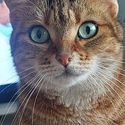 Caline participe au concours pour gagner de l'argent avec cette photo : cat, tabby, close_up, green_eyes, whiskers, fur, pet, animal, domestic, mammal, face, portrait, indoor, focus, detail, cute, feline, alert, ears, background_blur