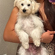 Coco is registered to the contest to win money with this photo: puppy, dog, white_fur, fluffy, small_dog, long_hair, pet, animal, person, mirror_selfie, smartphone, holding, portrait, indoors, bathroom, leopard_print, wall, paws, grooming, cute