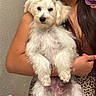 puppy, dog, white_fur, fluffy, small_dog, long_hair, pet, animal, person, mirror_selfie, smartphone, holding, portrait, indoors, bathroom, leopard_print, wall, paws, grooming, cute