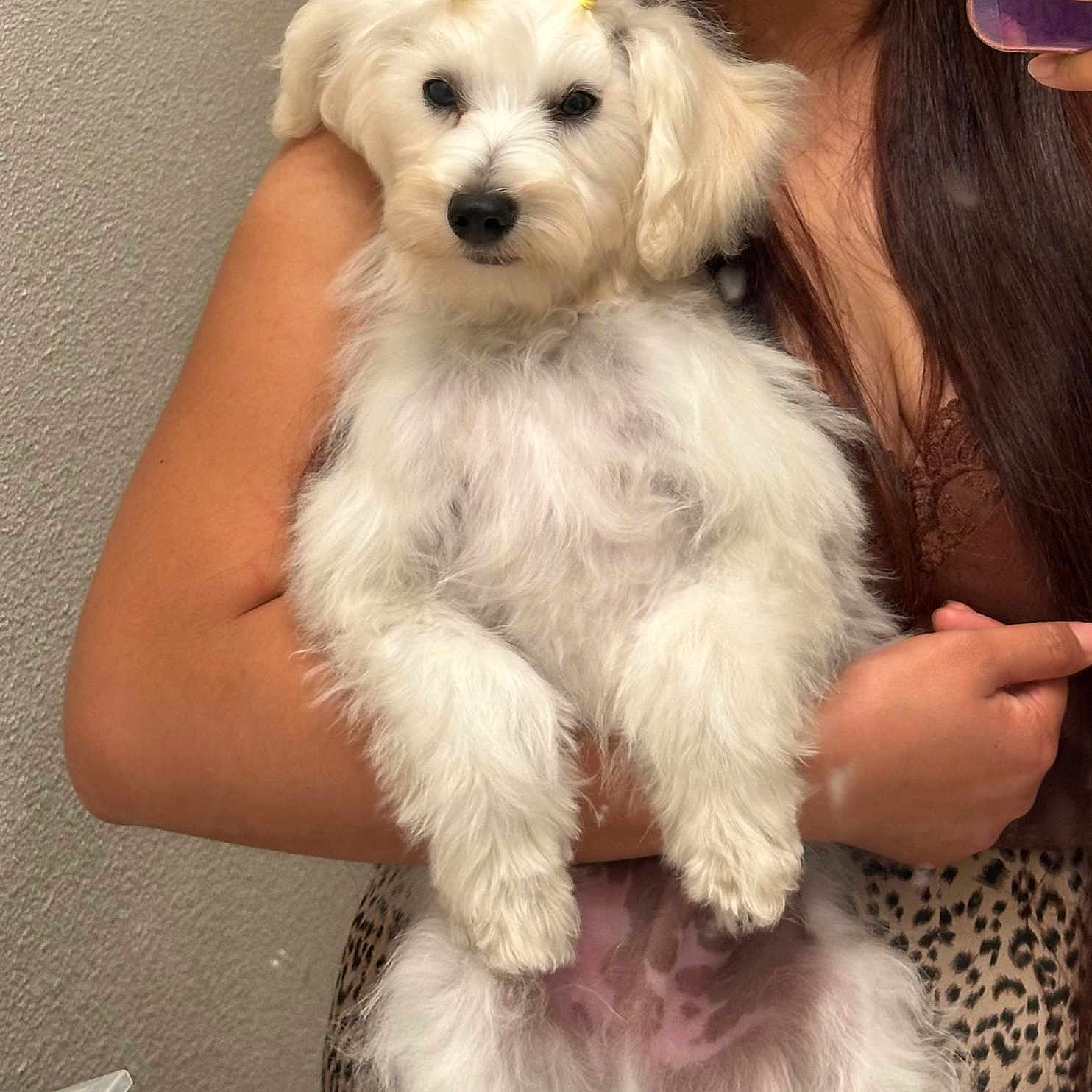 Coco is registered to the contest to win money with this photo: puppy, dog, white_fur, fluffy, small_dog, long_hair, pet, animal, person, mirror_selfie, smartphone, holding, portrait, indoors, bathroom, leopard_print, wall, paws, grooming, cute