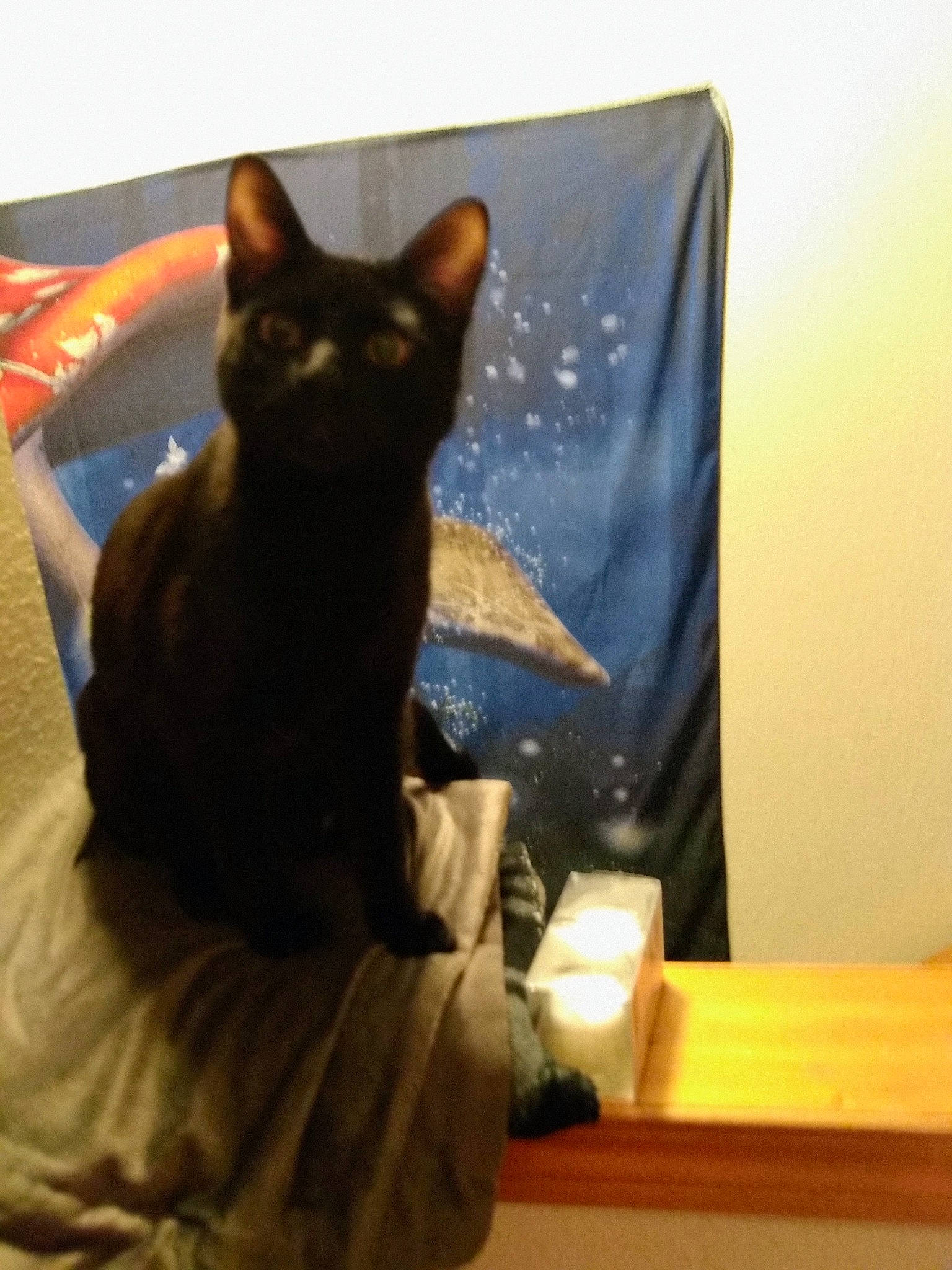 Spookers is registered to the contest to win money with this photo: bed, black_cat, carnivore, cat, chair, comfort, couch, domestic_short_haired_cat, eye, felidae, furniture, head, linens, rectangle, small_to_medium_sized_cats, snout, tail, whiskers, window, wood