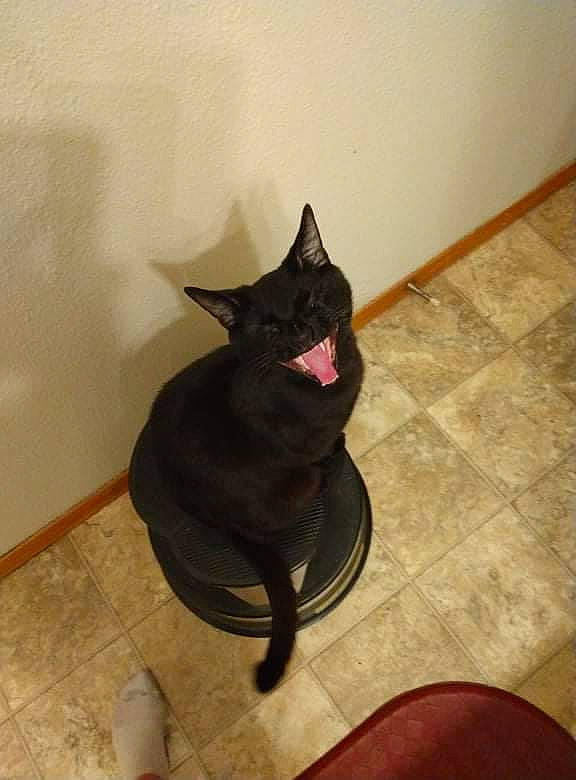 Spookers is registered to the contest to win money with this photo: black_cat, bombay, canidae, carnivore, cat, chair, comfort, dog_breed, felidae, floor, flooring, fur, hardwood, human_leg, small_to_medium_sized_cats, snout, sporting_group, tail, whiskers, wood