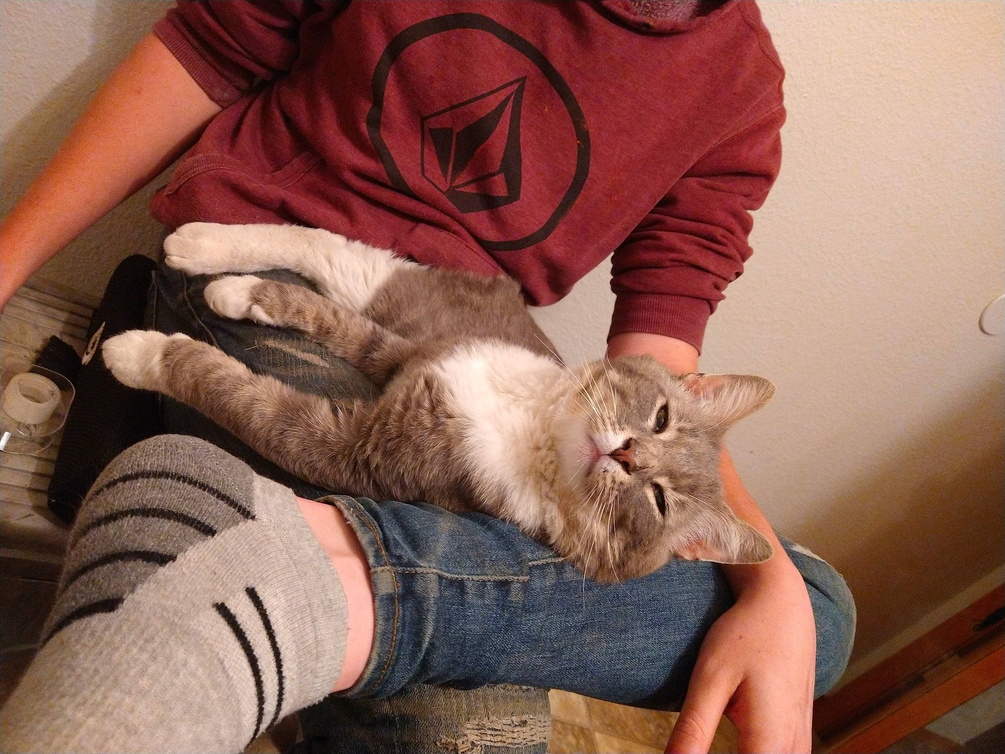 Mr. Gray is registered to the contest to win money with this photo: canidae, carnivore, cat, claw, comfort, domestic_short_haired_cat, ear, fawn, felidae, finger, fur, gesture, hand, lap, nail, paw, sitting, small_to_medium_sized_cats, whiskers, wrist