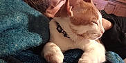 Dewey is registered to the contest to win money with this photo: blanket, bottle, cat, collar, cozy, cuddling, furniture, furry, hair, head, home, indoor, mirror, orange_cat, paw, person, relaxed, resting, sitting, white_cat