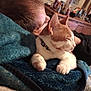 blanket, bottle, cat, collar, cozy, cuddling, furniture, furry, hair, head, home, indoor, mirror, orange_cat, paw, person, relaxed, resting, sitting, white_cat
