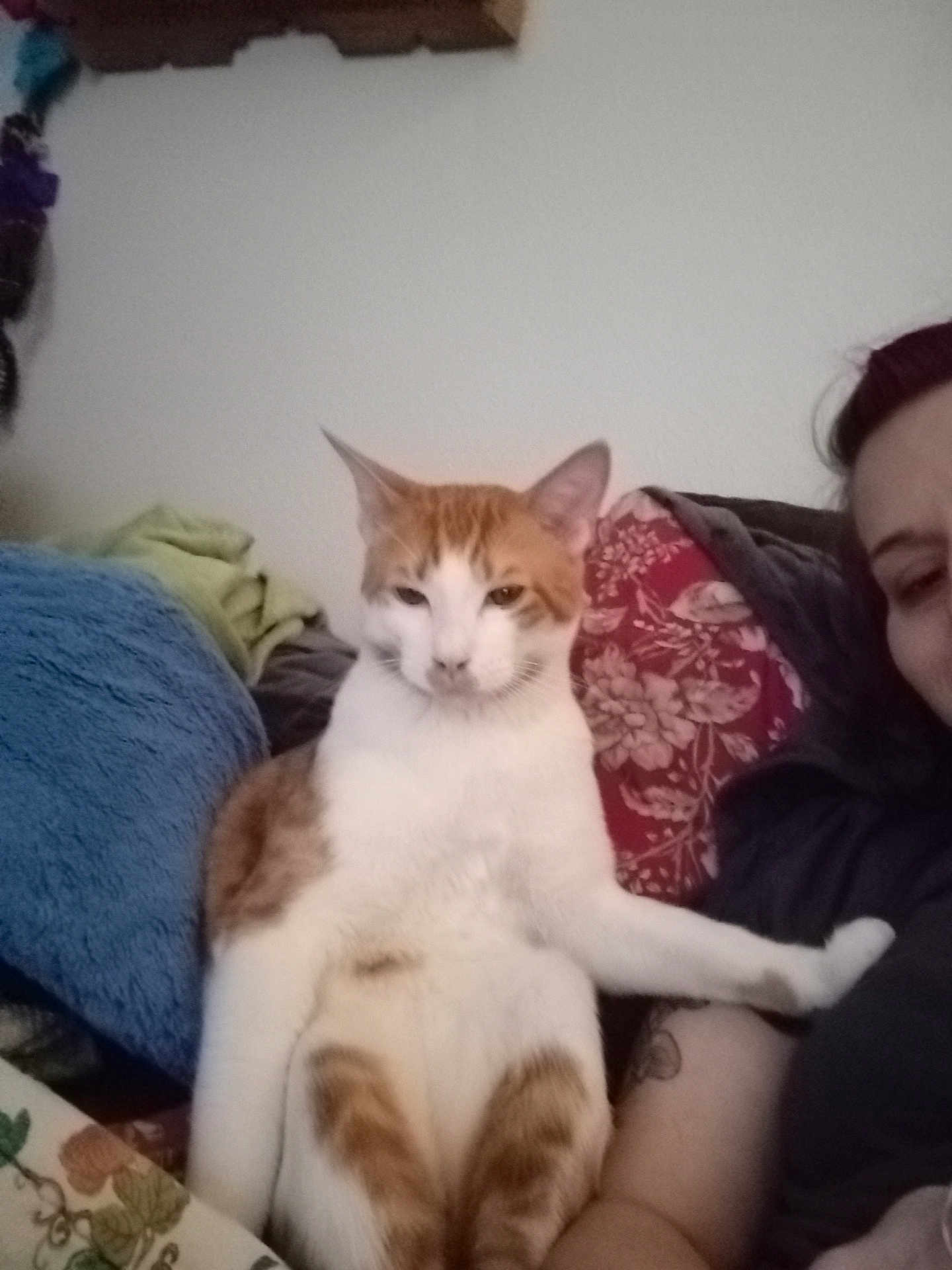 Dewey