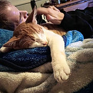 Dewey is registered to the contest to win money with this photo: blanket, cat, closeup, comfort, cozy, cute, domestic, feline, fur, hand, household, indoor, nap, person, petting, relaxation, resting, sleeping, soft, warm
