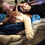 blanket, cat, closeup, comfort, cozy, cute, domestic, feline, fur, hand, household, indoor, nap, person, petting, relaxation, resting, sleeping, soft, warm