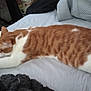 Dewey is registered to the contest to win money with this photo: animal, bed, blanket, cat, cozy, cute, domestic_animal, feline, fur, indoor, mammal, orange_cat, paw, pet, relaxation, resting, sleeping, striped, whiskers, white_cat