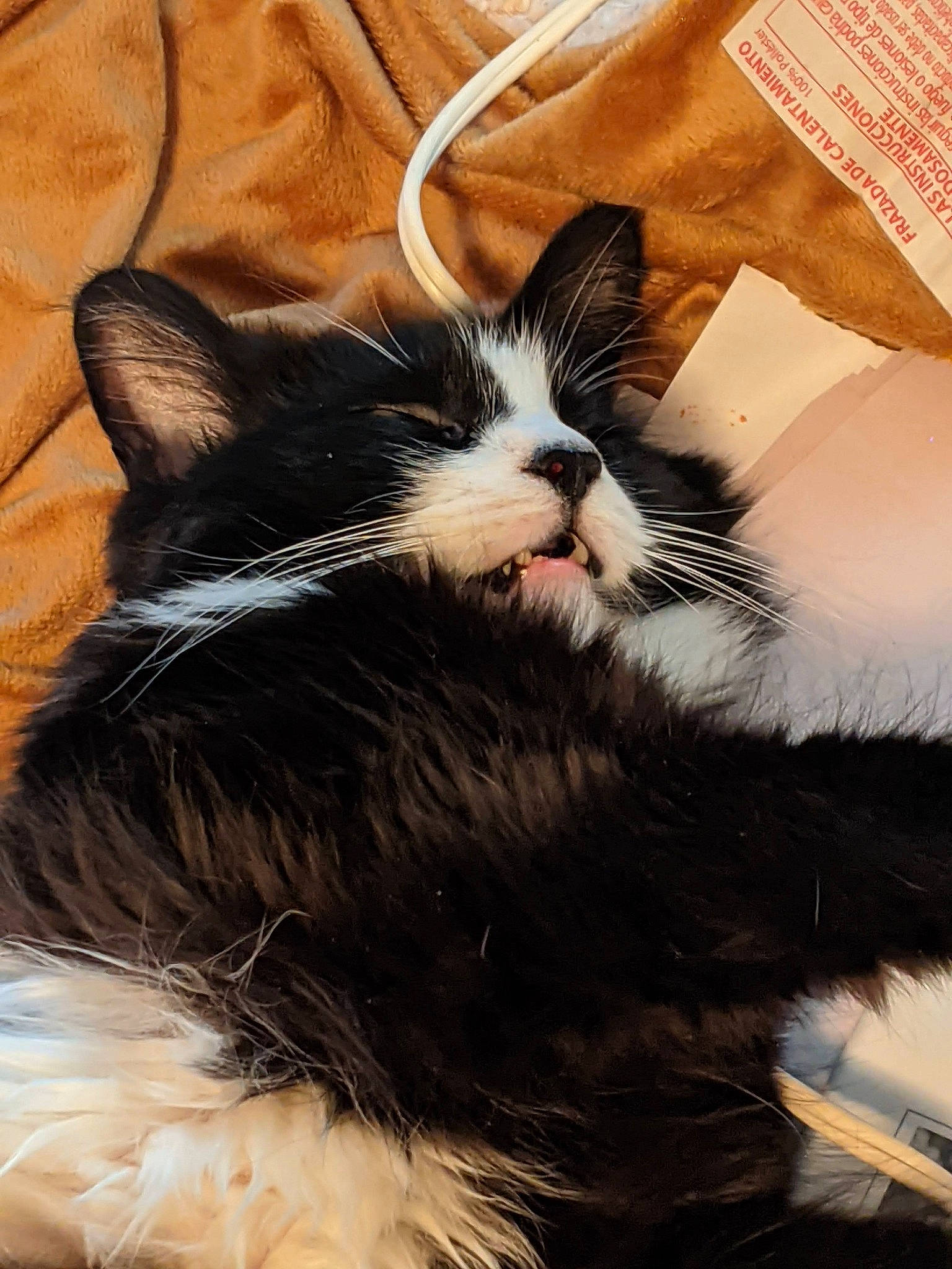 Maw Maw is registered to the contest to win money with this photo: carnivore, cat, claw, cloud, comfort, domestic_short_haired_cat, felidae, foot, fur, hair, happy, head, mammal, paw, sky, small_to_medium_sized_cats, snout, tail, vertebrate, whiskers