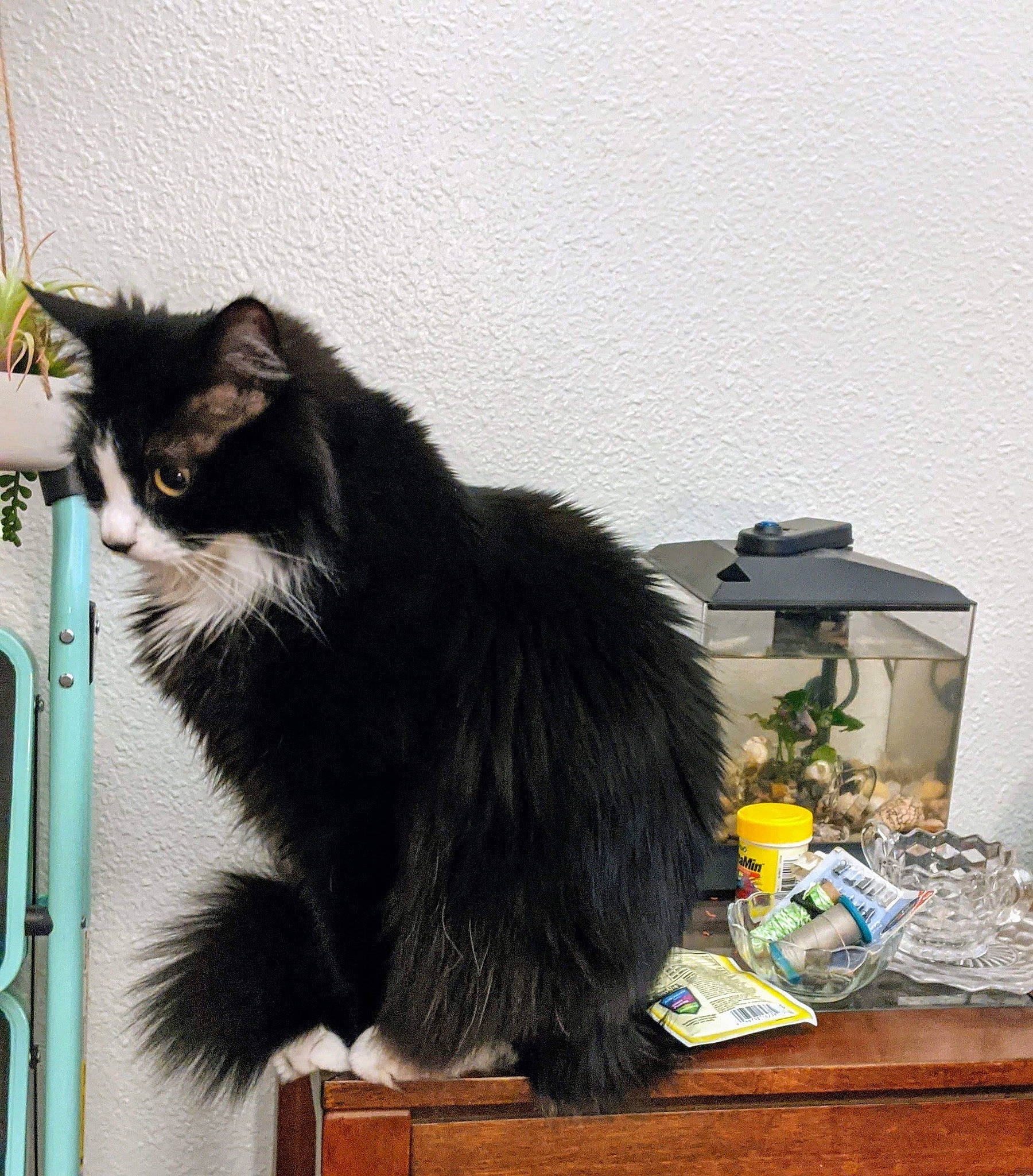 Maw Maw is registered to the contest to win money with this photo: carnivore, cat, cat_supply, claw, desk, domestic_short_haired_cat, felidae, fur, plant, small_to_medium_sized_cats, tableware, tail, terrestrial_animal, whiskers, window