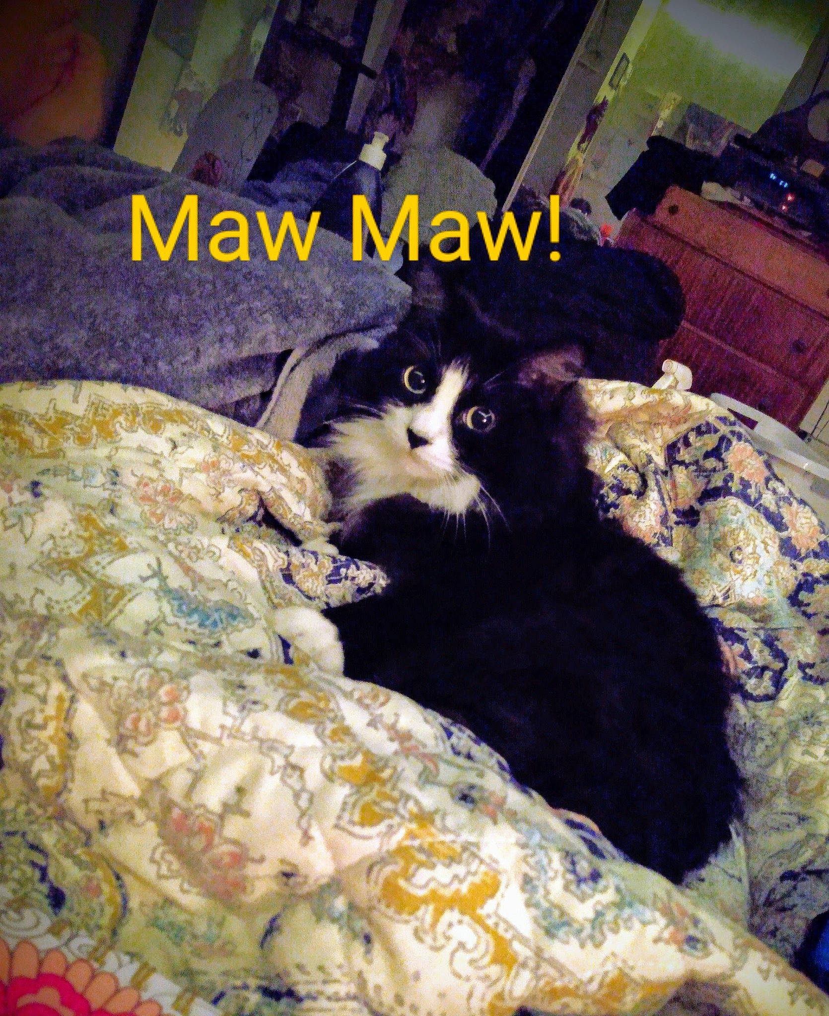 Maw Maw is registered to the contest to win money with this photo: bedding, black_cat, canidae, carnivore, cat, comfort, companion_dog, couch, felidae, formal_wear, fur, linens, photo_caption, room, sitting, small_to_medium_sized_cats, tail, textile, tints_and_shades, whiskers
