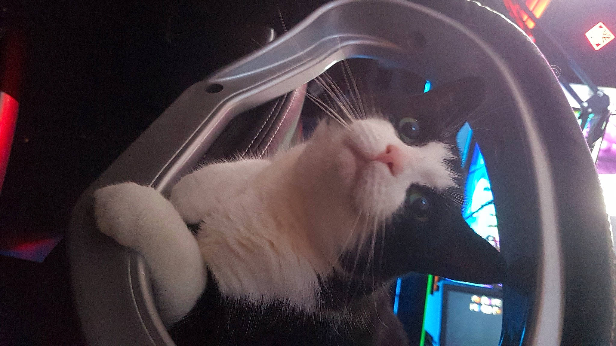 Jess is registered to the contest to win money with this photo: automotive_lighting, automotive_tire, box, canidae, carnivore, cat, claw, comfort, companion_dog, domestic_short_haired_cat, felidae, fur, lap, paw, photo_caption, ragdoll, small_to_medium_sized_cats, snout, tail, whiskers