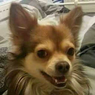 Sam joined the competition — help win amazing prizes! canidae, carnivore, companion_dog, corgi_chihuahua, dog, dog_breed, dog_supply, ear, fawn, fur, head, non_sporting_group, snout, sporting_group, terrestrial_animal, toy_dog, whiskers, wood, working_animal