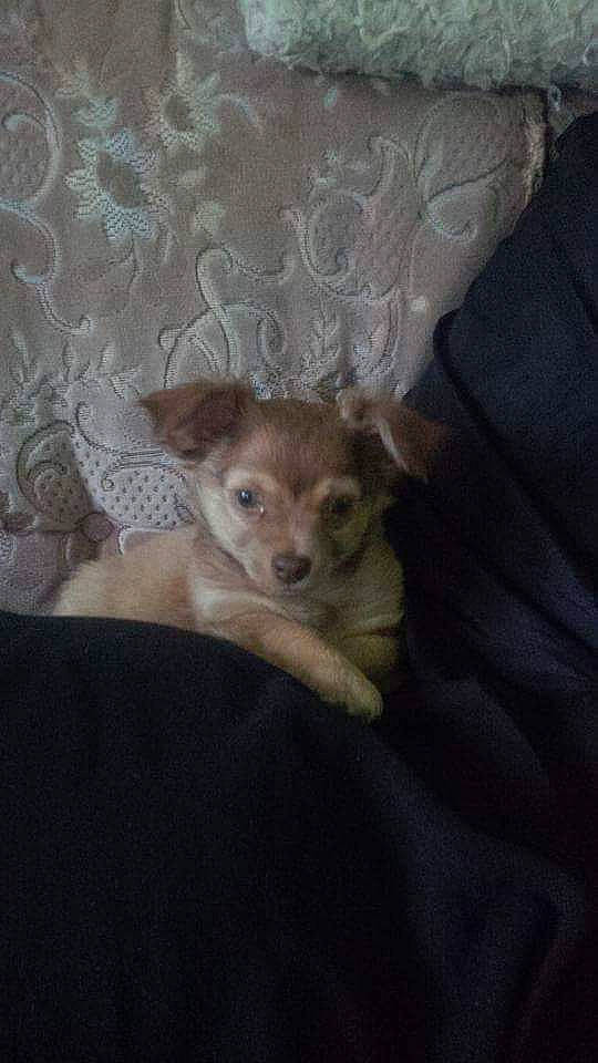 Sam is registered to the contest to win money with this photo: bed, canidae, carnivore, chihuahua, comfort, companion_dog, couch, dog, dog_breed, fawn, felidae, grey, linens, small_to_medium_sized_cats, snout, sporting_group, tail, toy_dog, whiskers, wood