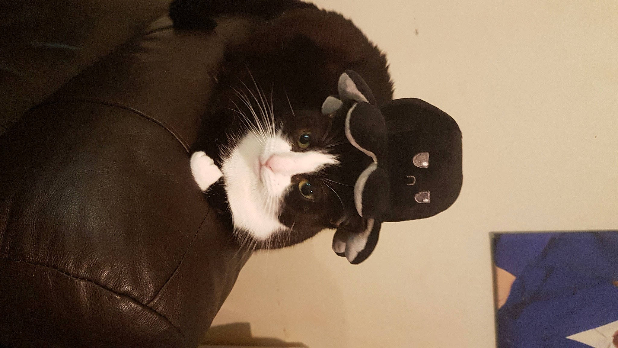 Lola is registered to the contest to win money with this photo: carmine, carnivore, cat, comfort, ear, fashion_accessory, felidae, fur, monochrome, monochrome_photography, natural_material, small_to_medium_sized_cats, snout, tail, terrestrial_animal, whiskers