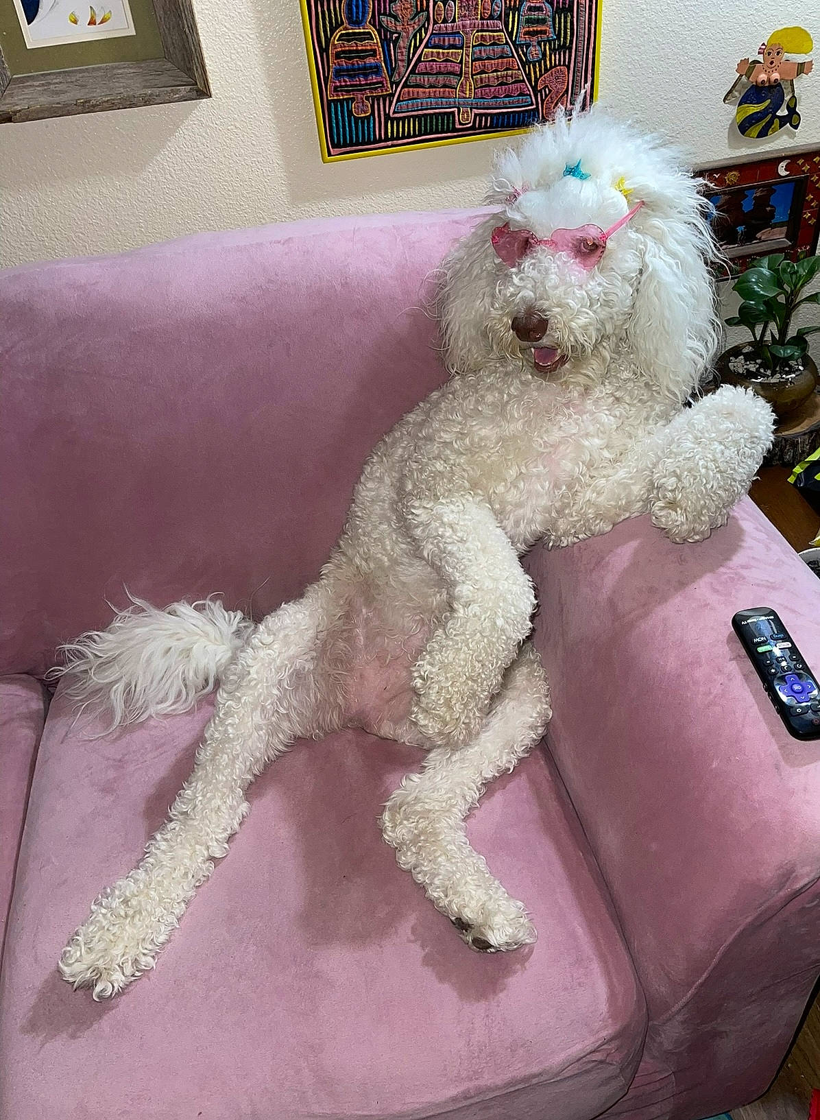 Madison Ramona Dawn is registered to the contest to win money with this photo: canidae, carnivore, companion_dog, dog, dog_breed, fawn, flooring, fur, paw, picture_frame, plush, poodle, snout, sporting_group, stuffed_toy, tail, toy, toy_dog, water_dog, wool