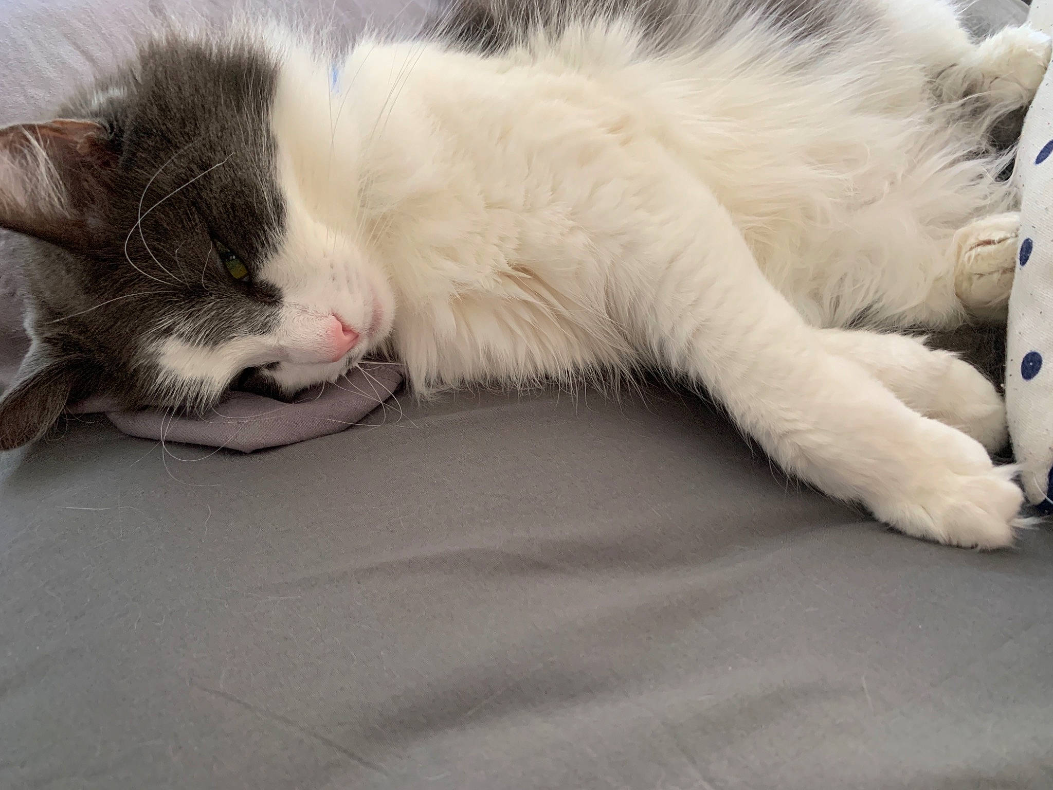 Belle is registered to the contest to win money with this photo: carnivore, cat, cat_bed, claw, comfort, companion_dog, domestic_short_haired_cat, eye, felidae, foot, fur, nap, paw, small_to_medium_sized_cats, tail, terrestrial_animal, whiskers