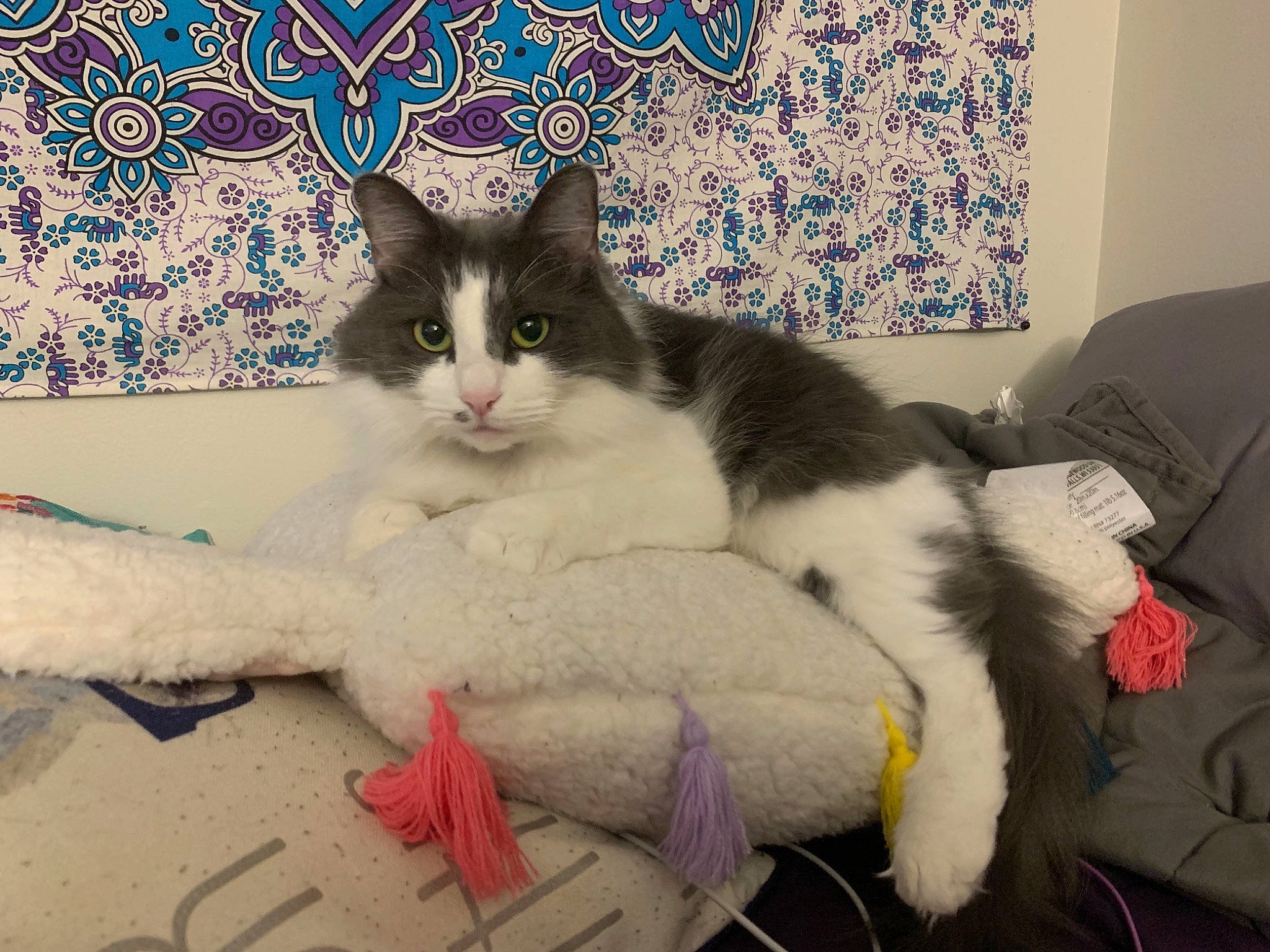 Belle joined the competition — help win amazing prizes! blue, carnivore, cat, claw, comfort, couch, domestic_short_haired_cat, felidae, fur, lap, linens, pattern, paw, room, sitting, small_to_medium_sized_cats, snout, tail, whiskers, window