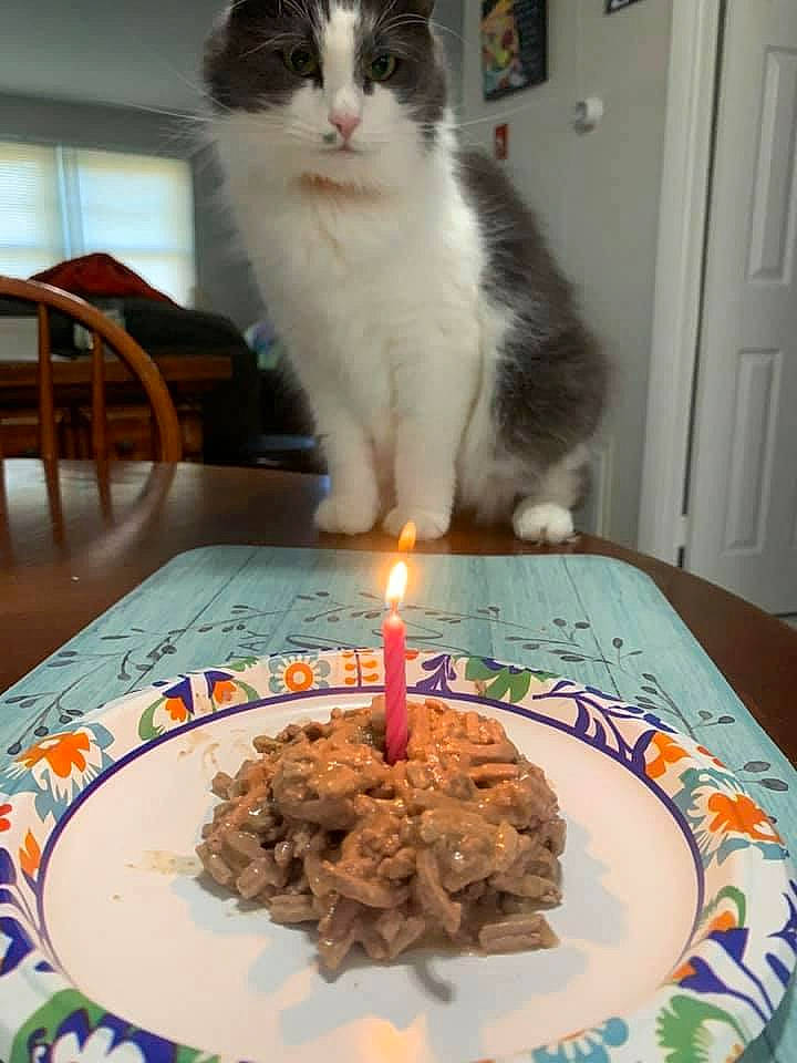 Belle is registered to the contest to win money with this photo: baked_goods, birthday_candle, cake, candle, carnivore, cat, cuisine, dessert, dish, door, felidae, food, furniture, ingredient, plate, recipe, table, tableware, wax, whiskers