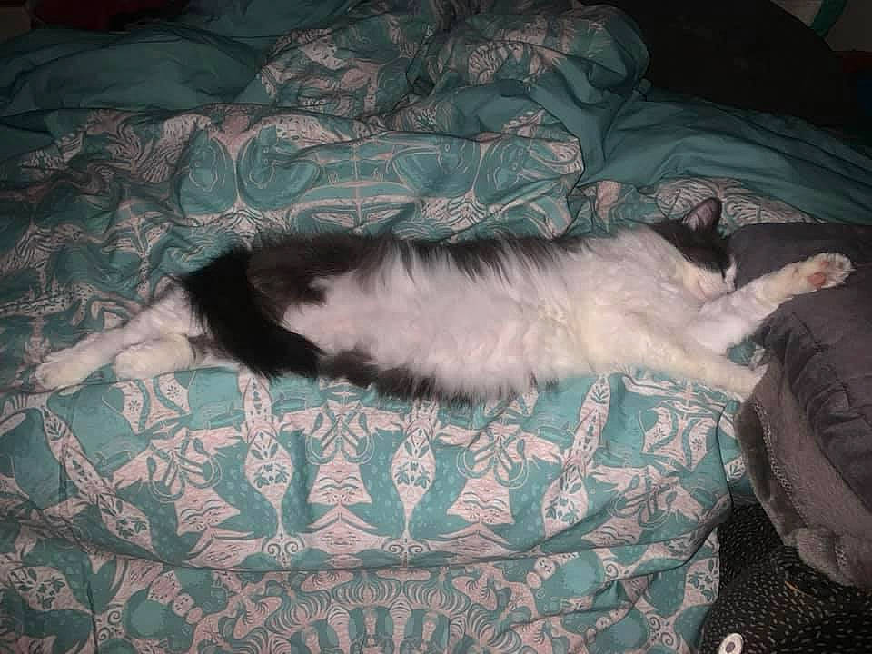 Belle is registered to the contest to win money with this photo: bed, bedding, canidae, carnivore, cat, comfort, companion_dog, dog_breed, duvet, felidae, fur, linens, nap, pattern, paw, room, small_to_medium_sized_cats, tail, tints_and_shades, whiskers