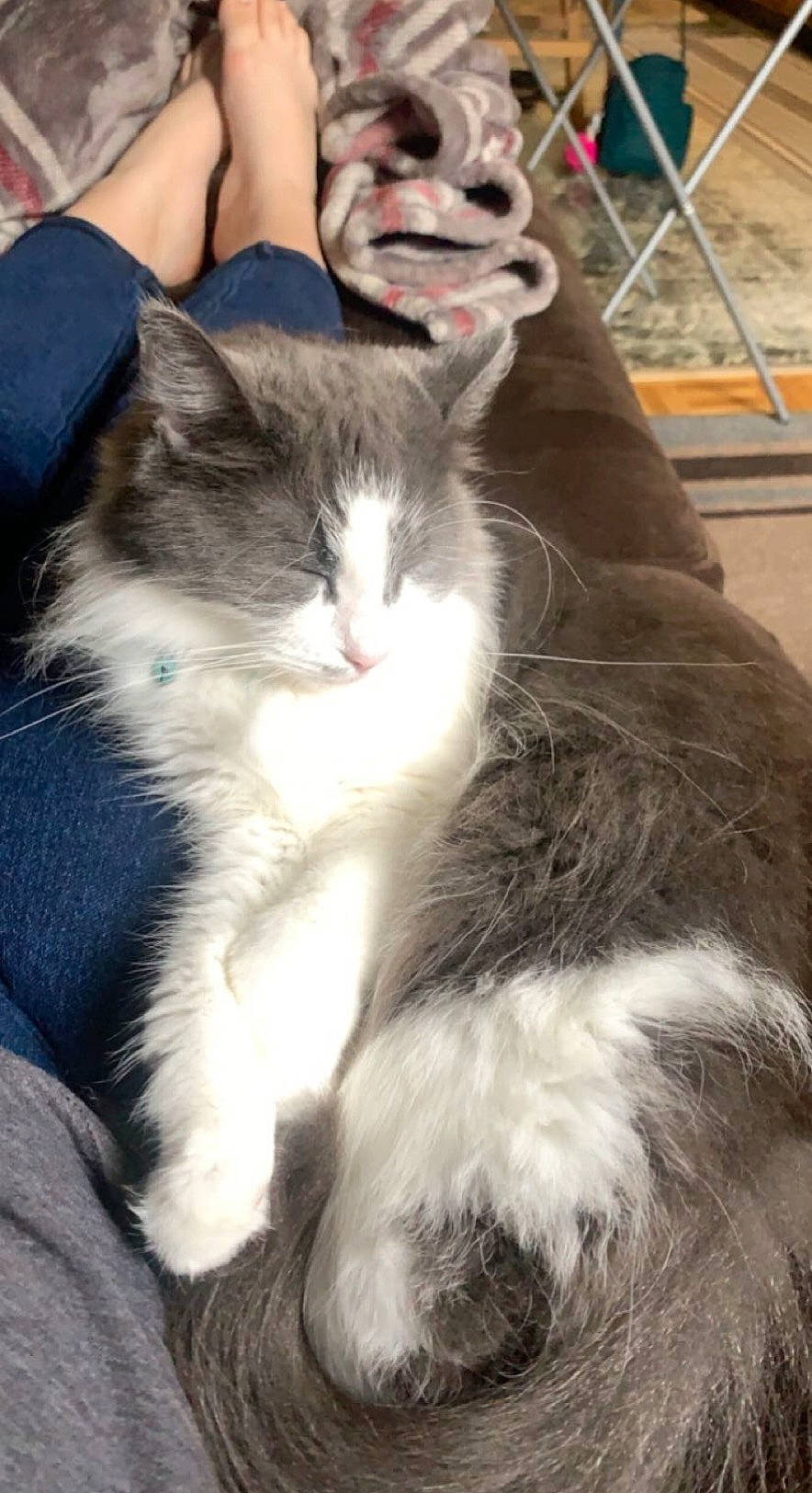 Belle joined the competition — help win amazing prizes! carnivore, cat, claw, comfort, domestic_short_haired_cat, felidae, foot, fur, human_leg, lap, paw, sitting, small_to_medium_sized_cats, snout, tail, whiskers