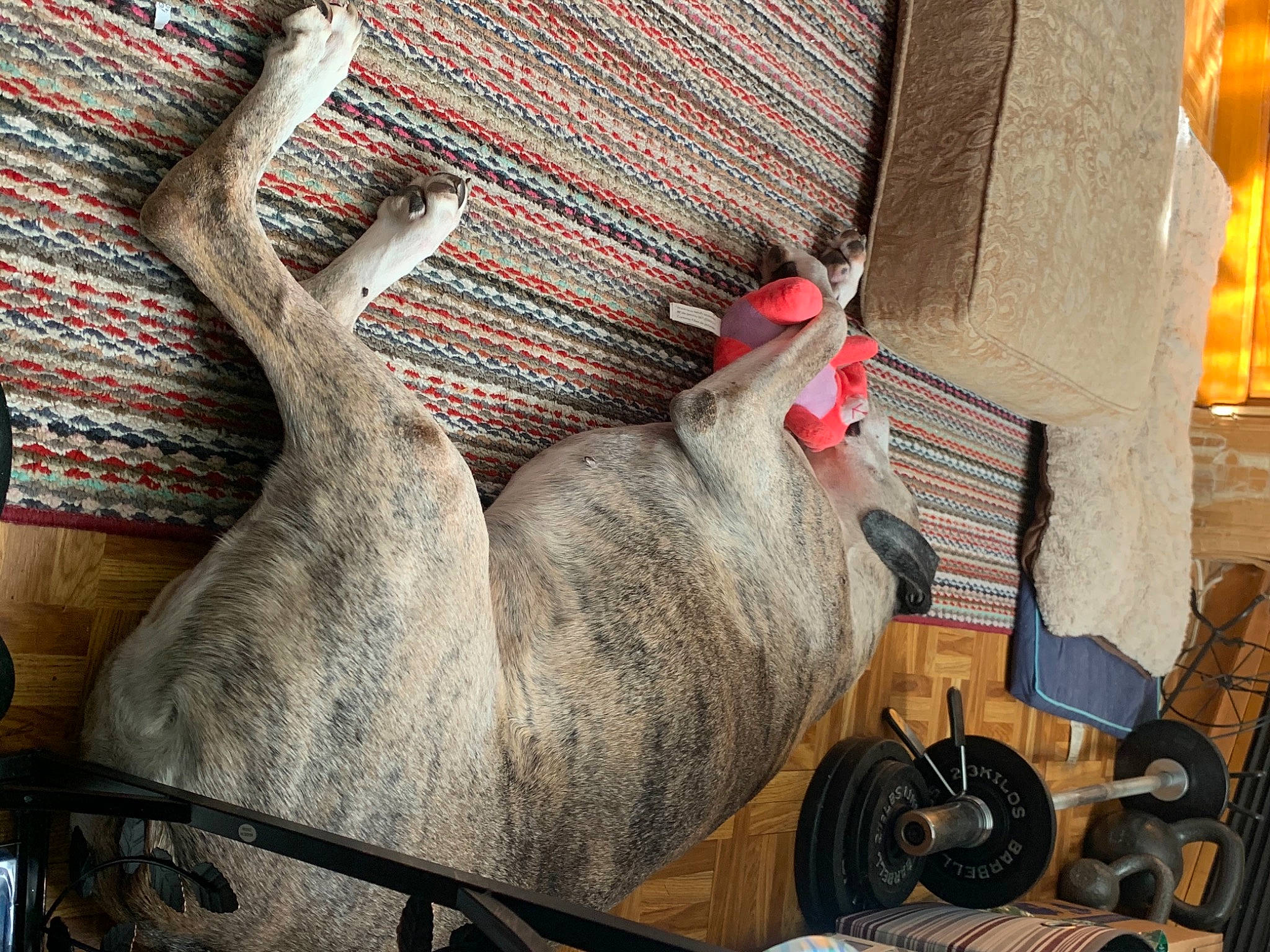 Tytus joined the competition — help win amazing prizes! art, auto_part, automotive_tire, automotive_wheel_system, fawn, flesh, fur, grey, metal, motor_vehicle, rim, small_to_medium_sized_cats, snout, tail, tire, vehicle, visual_arts, wheel, wood, working_animal