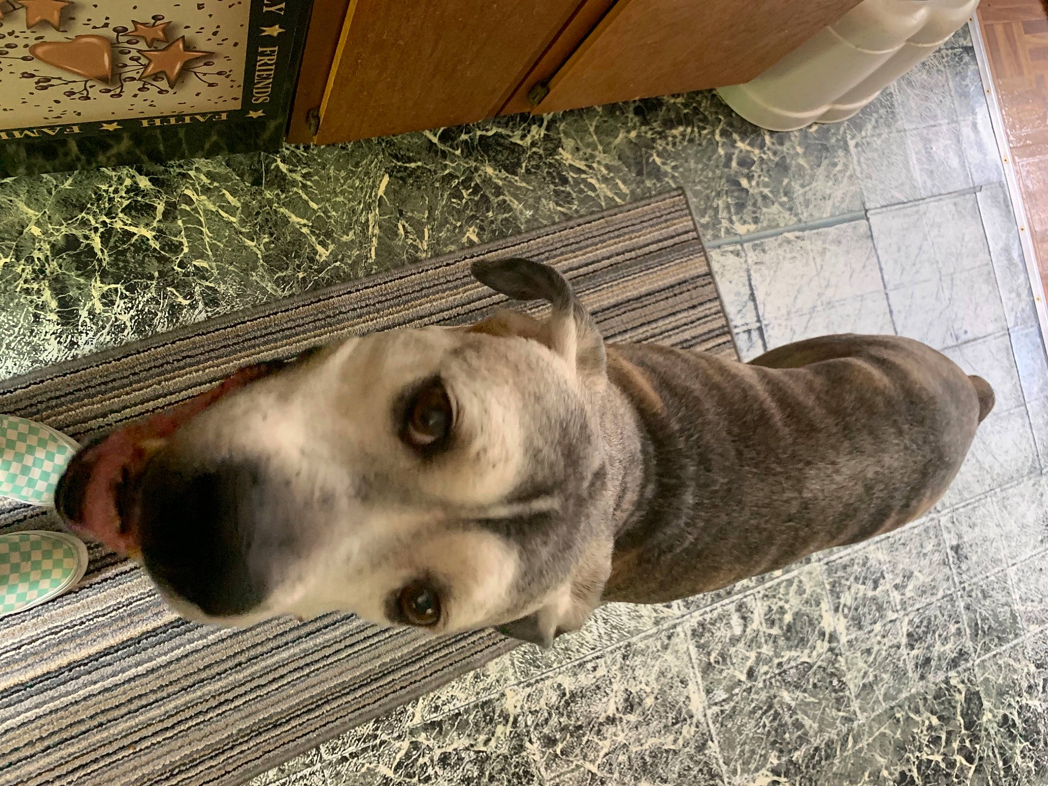 Tytus joined the competition — help win amazing prizes! australian_cattle_dog, canidae, carnivore, comfort, companion_dog, dog, dog_breed, dog_supply, floor, flooring, fur, hardwood, non_sporting_group, paw, snout, street_dog, terrestrial_animal, whiskers, wood, working_animal