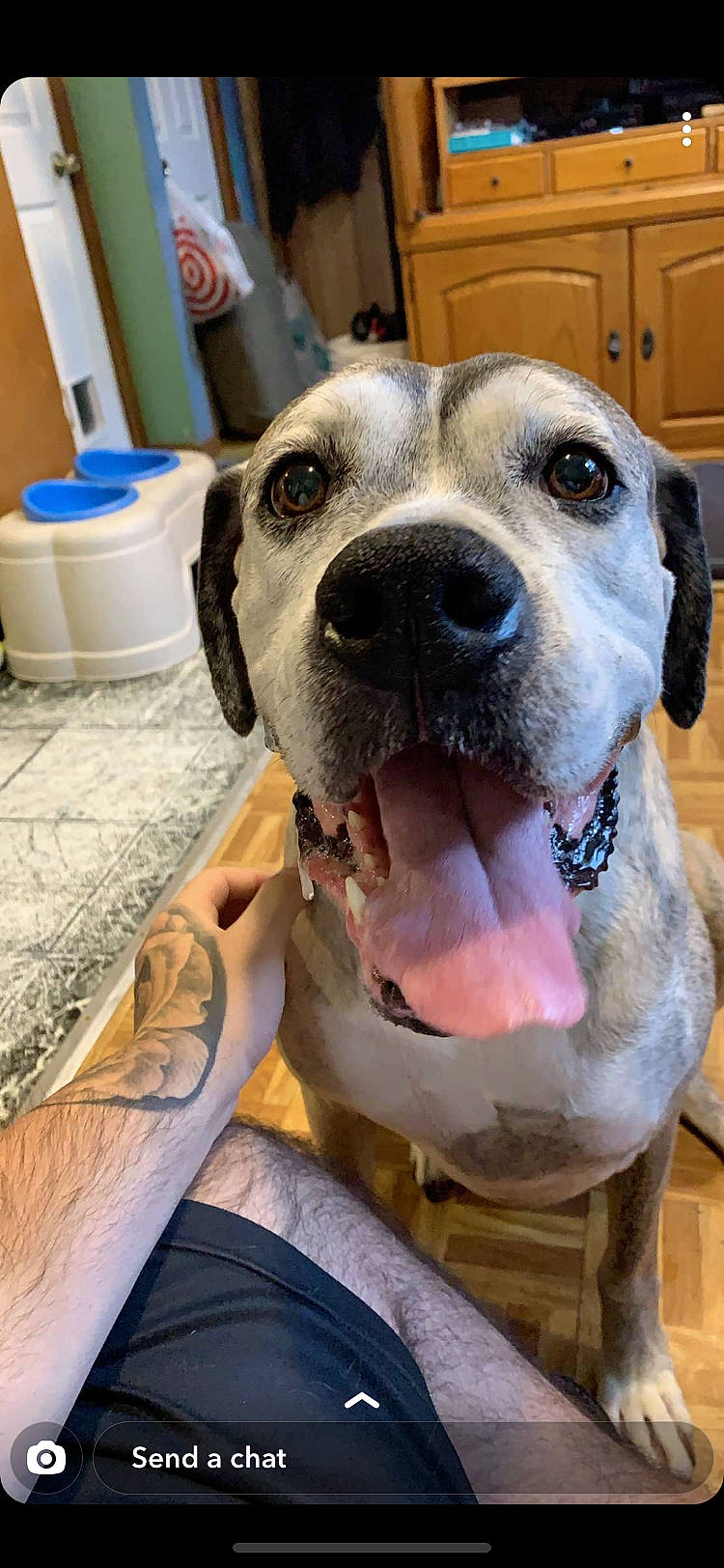 Tytus is registered to the contest to win money with this photo: canidae, carnivore, collar, companion_dog, dog, dog_breed, dog_collar, dog_supply, fawn, fur, giant_dog_breed, guard_dog, household_supply, paper_towel, pet_supply, serveware, snout, sporting_group, whiskers, working_animal