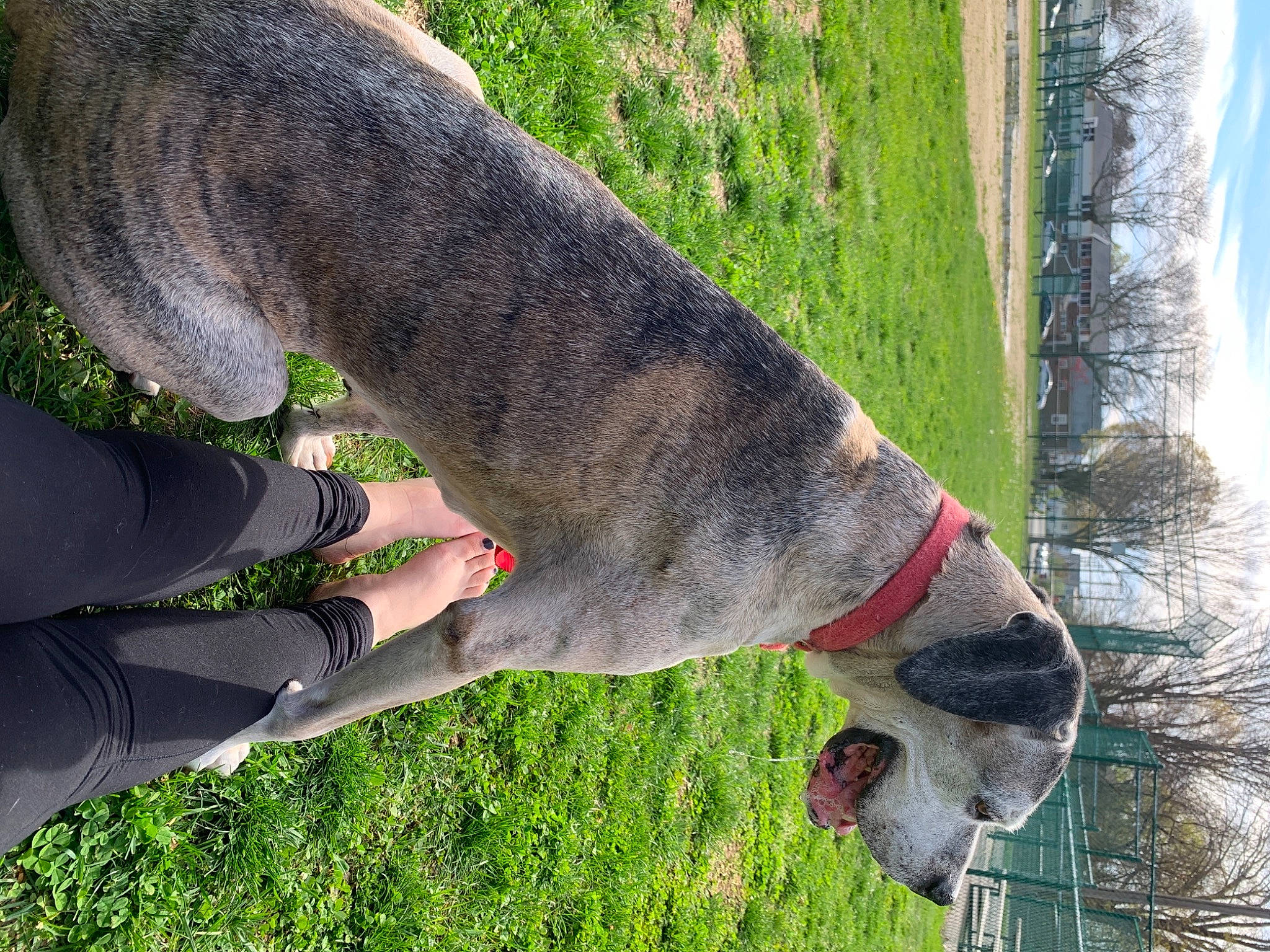 Tytus is registered to the contest to win money with this photo: collar, dog_breed, fawn, foot, fun, gesture, grass, green, human_leg, people_in_nature, plant, sky, snout, sporting_group, tail, thigh, tree, trunk, working_animal, wrist