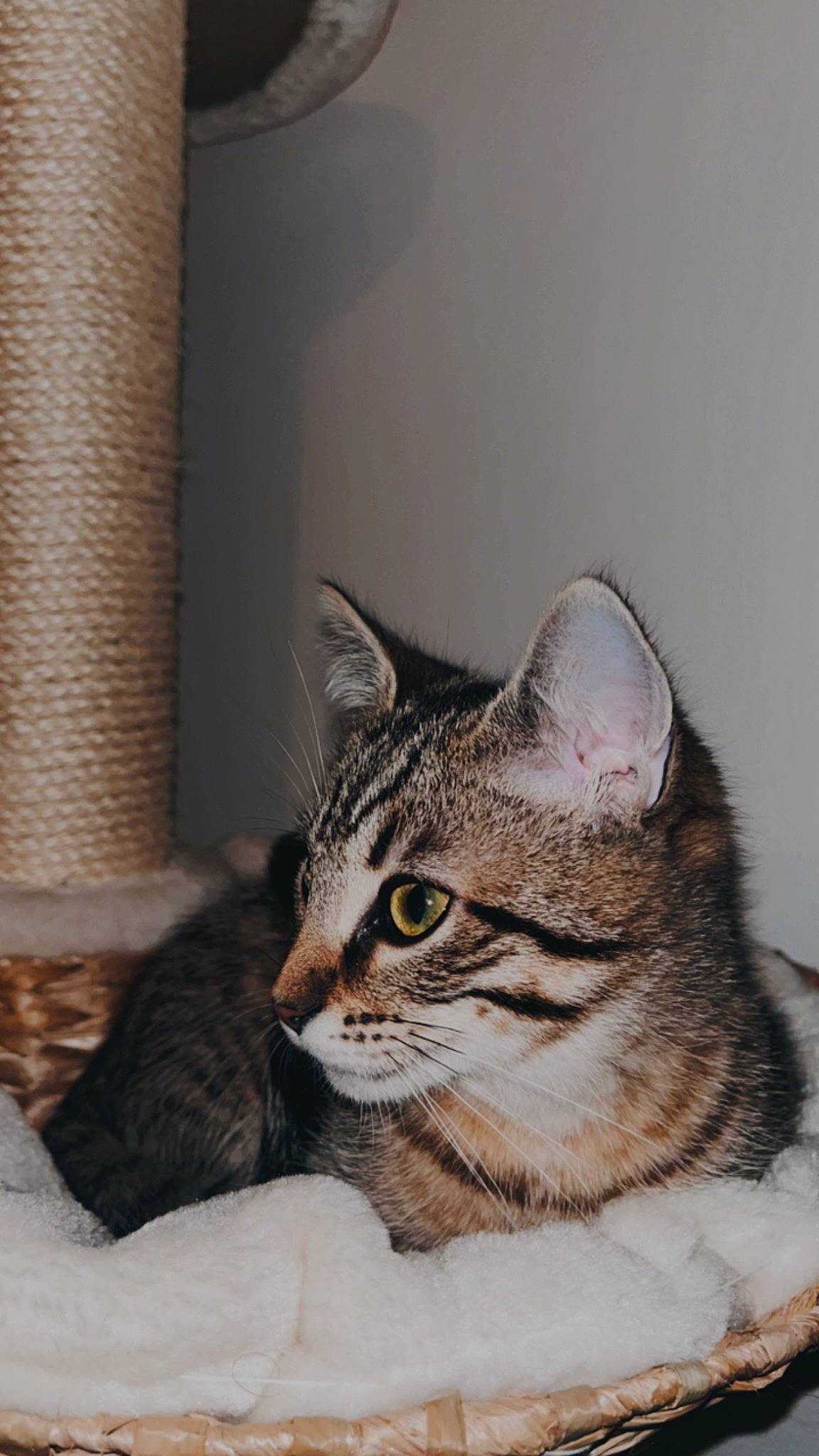 Kyra participe au concours pour gagner de l'argent avec cette photo : carnivore, cat, cat_supply, comfort, domestic_short_haired_cat, door, felidae, fur, paw, small_to_medium_sized_cats, snout, terrestrial_animal, whiskers, window