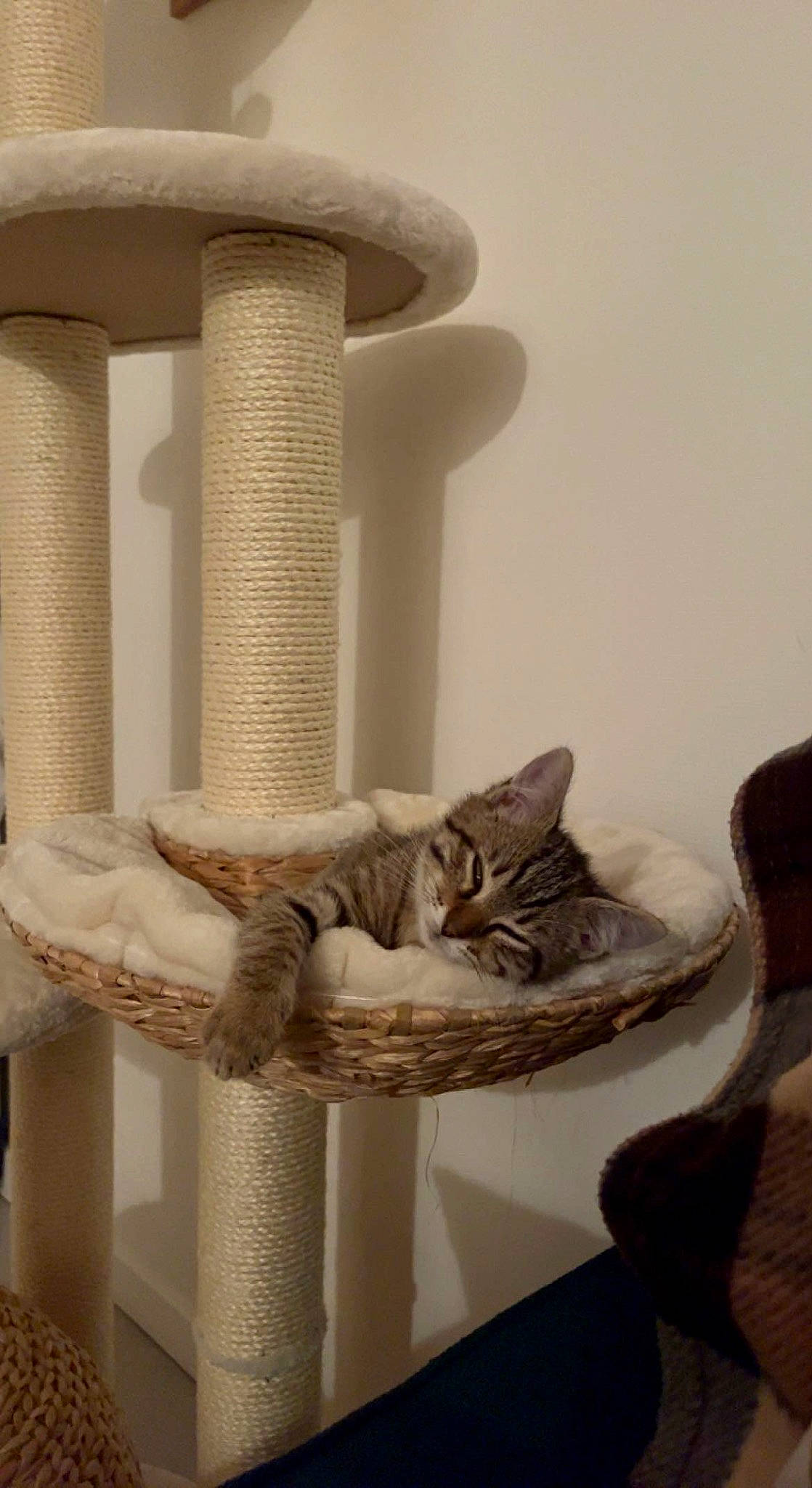 Kyra participe au concours pour gagner de l'argent avec cette photo : beige, carnivore, cat, cat_supply, comfort, domestic_short_haired_cat, felidae, fur, grey, interior_design, pet_supply, room, shelf, shelving, shoe, small_to_medium_sized_cats, tail, whiskers, white, wood