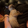arm, black_leather_couch, bracelet, cat, closed_eyes, closeup, comfort, cozy, fur, furniture, hand, human, indoor, kitten, paw, pet, relaxation, resting, ring, sleeping