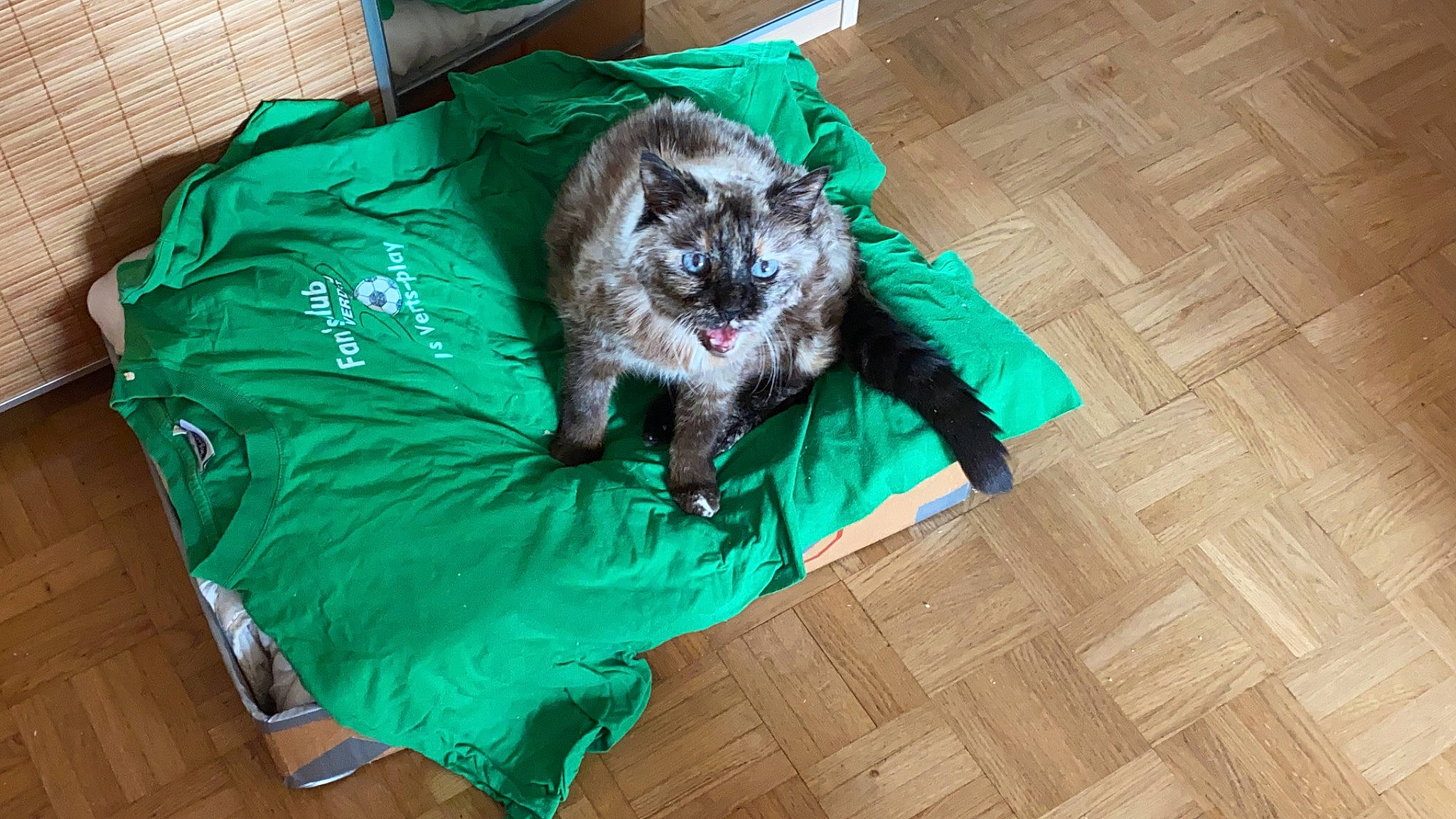 Fifi a rejoint le concours — aidez-le/la à gagner de superbes lots ! canidae, carnivore, cat, dog, dog_breed, felidae, fur, puppy, sporting_group, tail