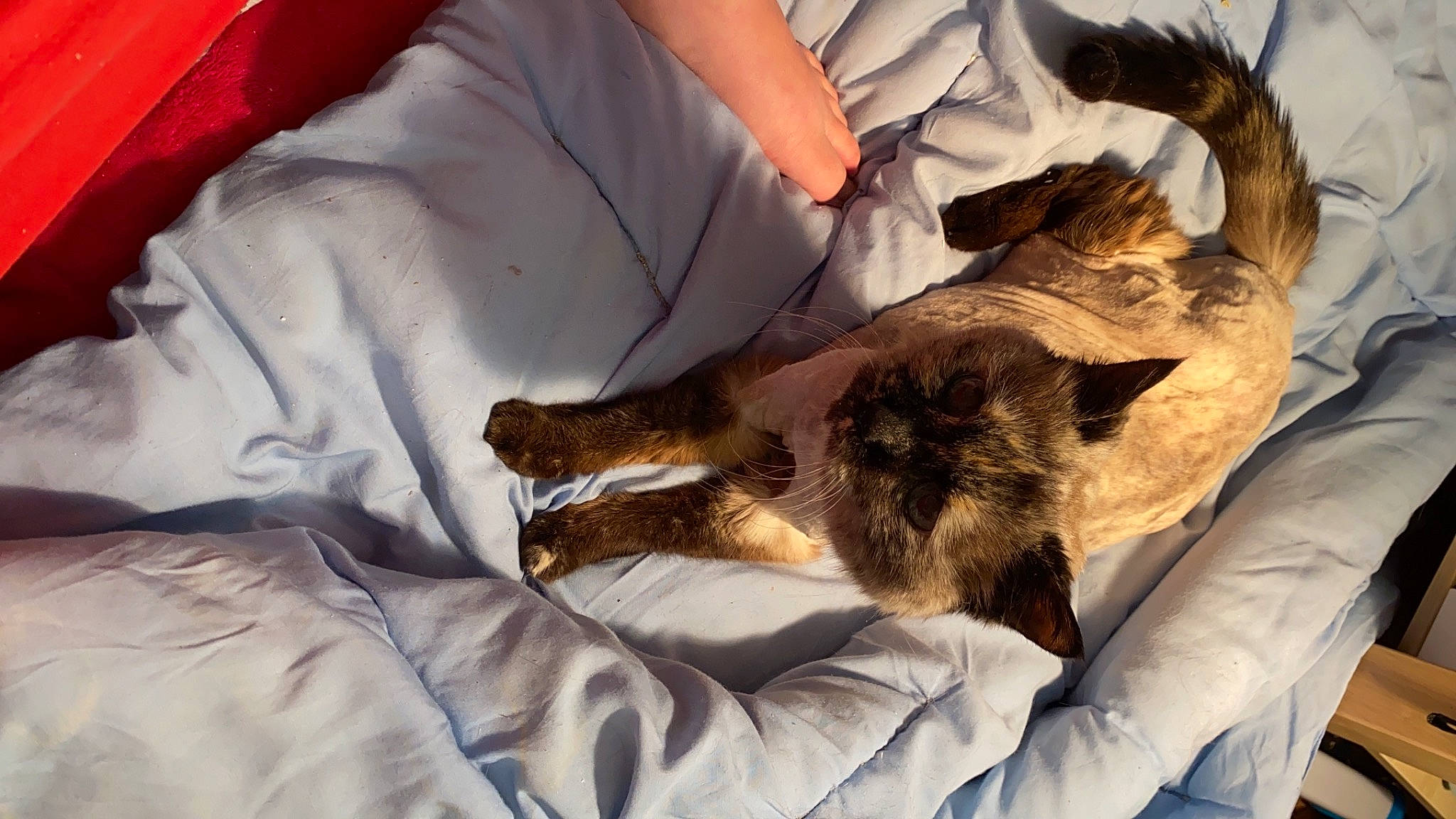 Fifi a rejoint le concours — aidez-le/la à gagner de superbes lots ! canidae, carnivore, dog, dog_breed, fur, sleep