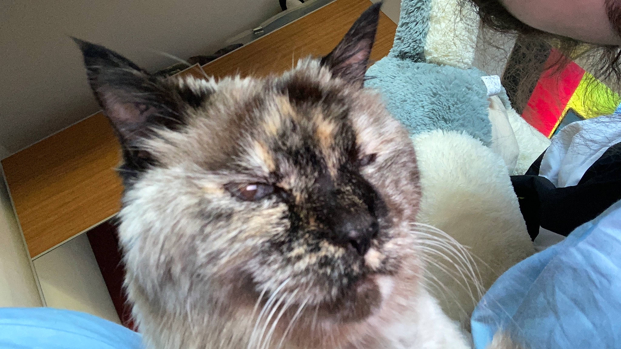 Fifi a rejoint le concours — aidez-le/la à gagner de superbes lots ! asian, balinese, birman, carnivore, cat, domestic_long_haired_cat, ear, eye, fawn, felidae, fur, himalayan, iris, mammal, ragdoll, small_to_medium_sized_cats, snout, thai, whiskers