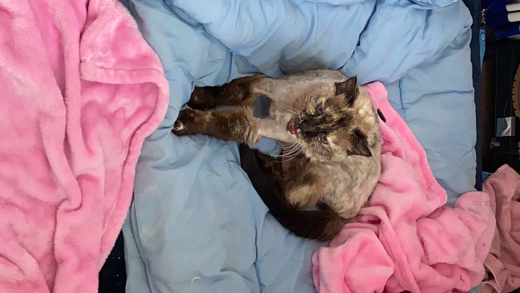 Fifi participe au concours pour gagner de l'argent avec cette photo : canidae, carnivore, cat, dog_breed, felidae, fur, kitten, puppy, small_to_medium_sized_cats