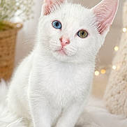 Dobby a rejoint le concours — aidez-le/la à gagner de superbes lots ! cat, kitten, white_cat, heterochromia, blue_eye, green_eye, fluffy, indoor, cozy, home_decor, basket, fairy_lights, soft_lighting, cute, pet, animal, feline, portrait, sitting, whiskers