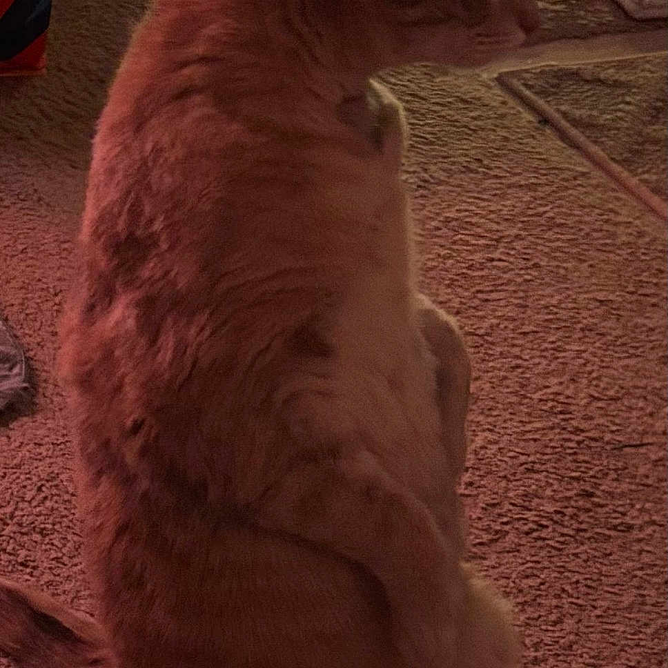 Athena is registered to the contest to win money with this photo: abyssinian, angora, animal, blanket, bodypart, cat, chair, ear, egyptiancat, furniture, hardwood, kitten, manx, person, pet, siamese, sleeping, wood