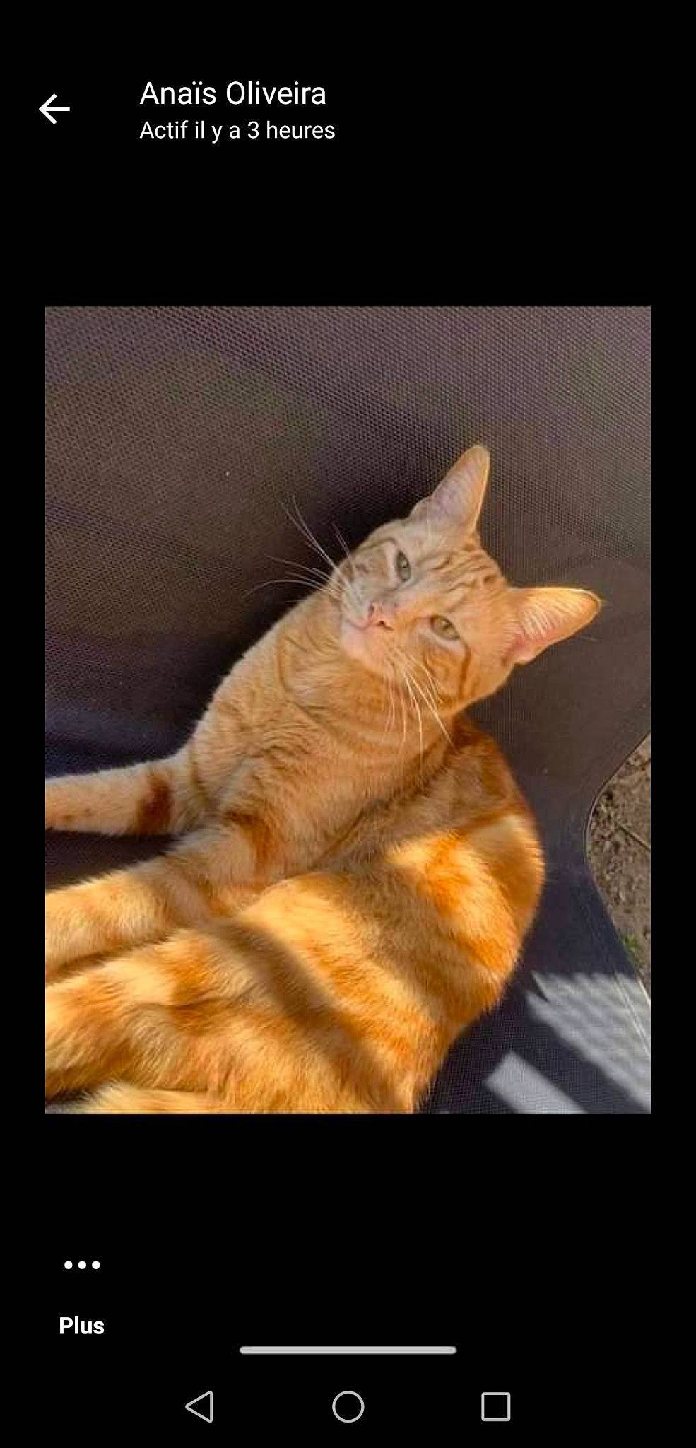 Rio participe au concours pour gagner de l'argent avec cette photo : carnivore, cat, claw, comfort, domestic_short_haired_cat, fawn, felidae, foot, fur, gesture, mammal, paw, photo_caption, small_to_medium_sized_cats, snout, tail, terrestrial_animal, whiskers, window, wood