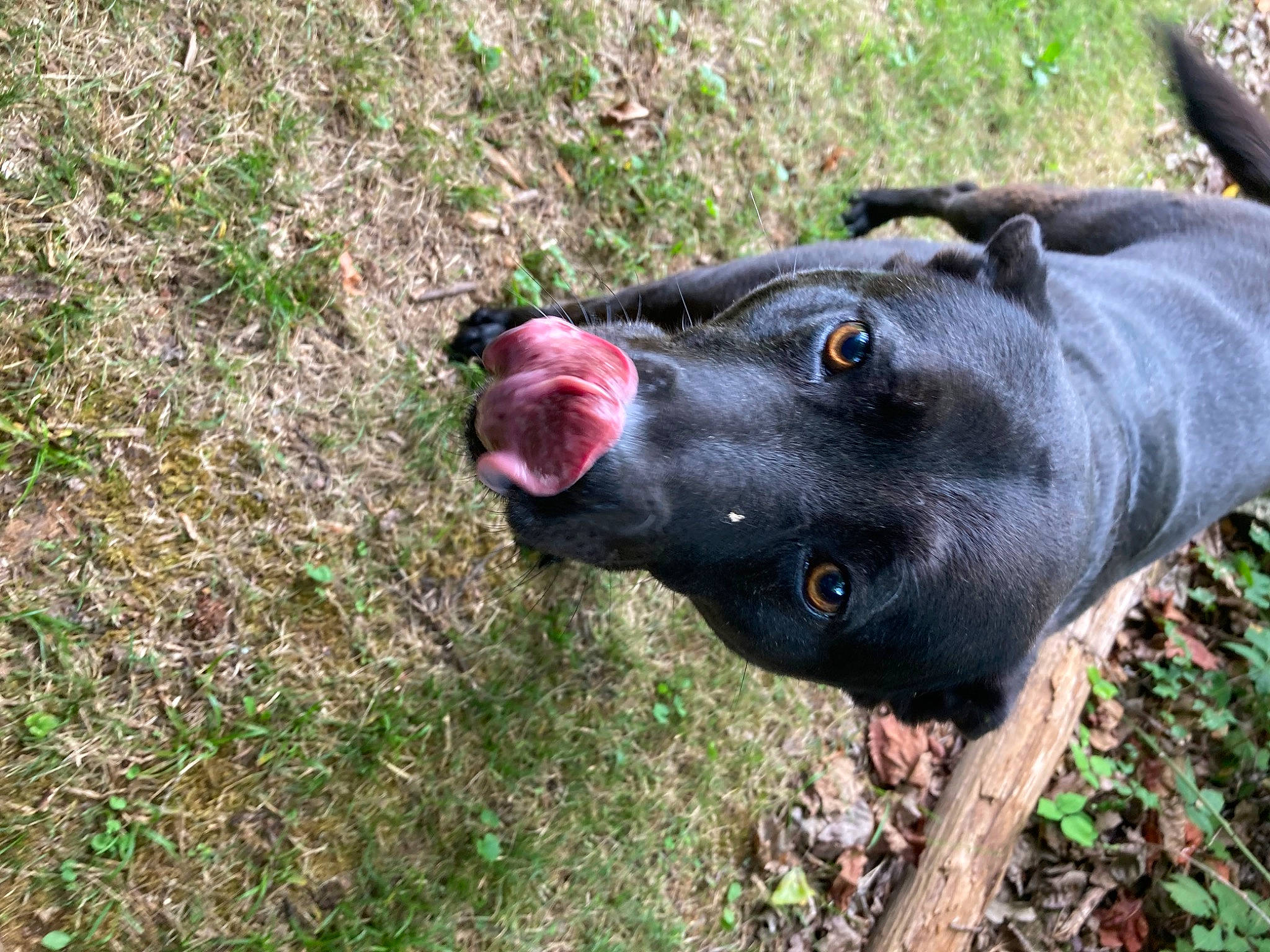 Jet is registered to the contest to win money with this photo: borador, canidae, carnivore, collar, companion_dog, dog, dog_breed, dog_collar, grass, guard_dog, hunting_dog, non_sporting_group, plant, snout, sporting_group, terrestrial_animal, whiskers, working_animal, working_dog