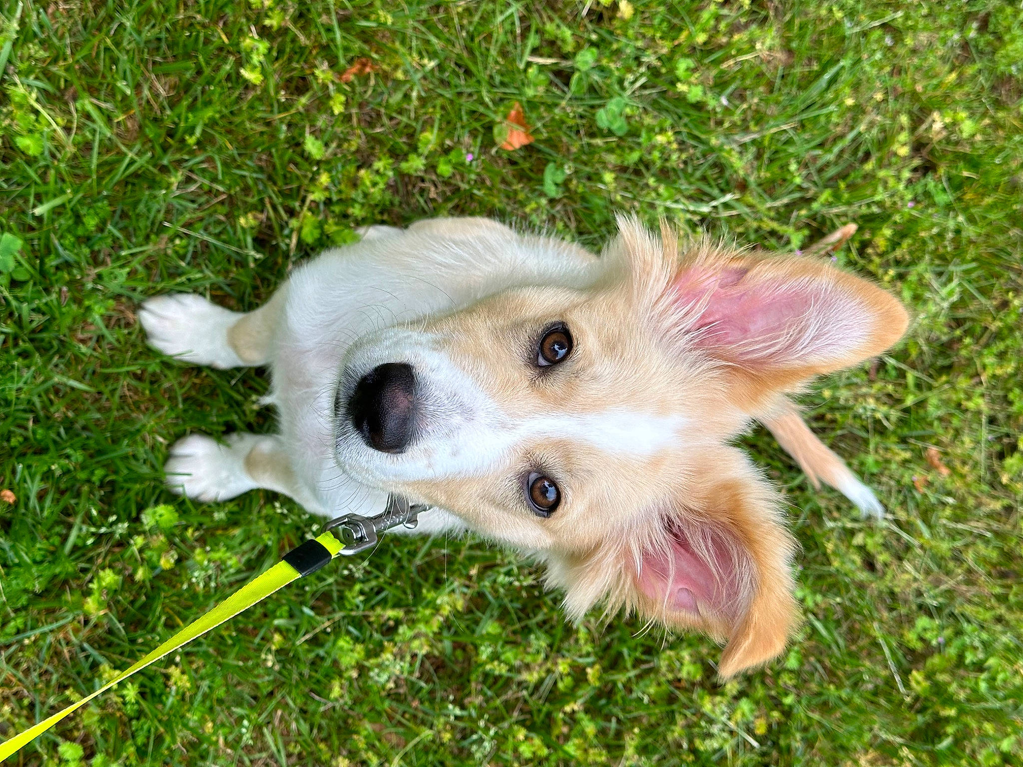 Cody is registered to the contest to win money with this photo: canidae, carnivore, collar, companion_dog, dog, dog_breed, ear, fur, grass, grassland, non_sporting_group, pasture, plant, whiskers, working_animal