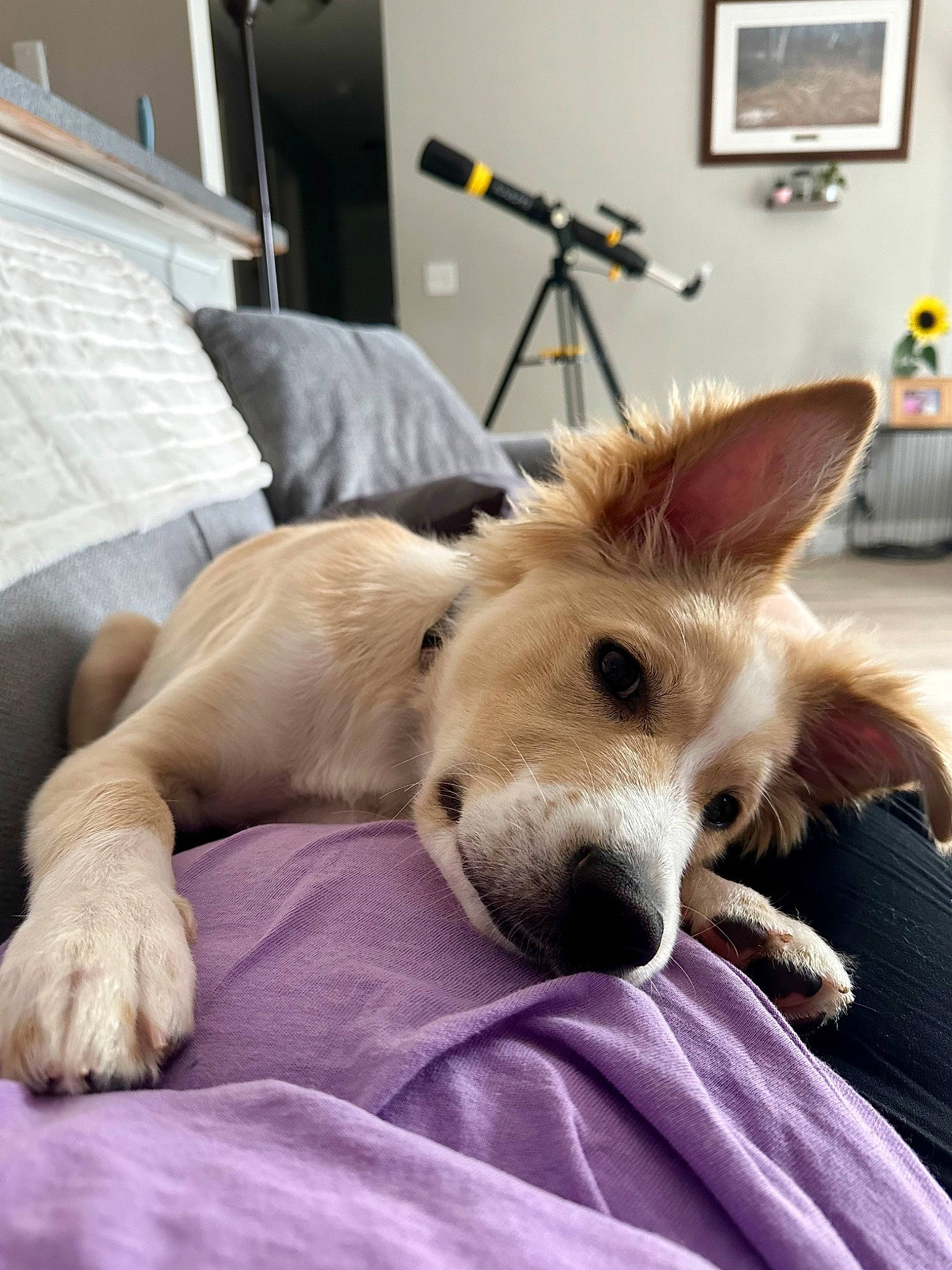 Cody is registered to the contest to win money with this photo: bed, bedding, canidae, carnivore, comfort, companion_dog, dog, dog_breed, ear, fawn, flooring, fur, linens, picture_frame, room, silken_windhound, snout, sporting_group, terrestrial_animal, whiskers