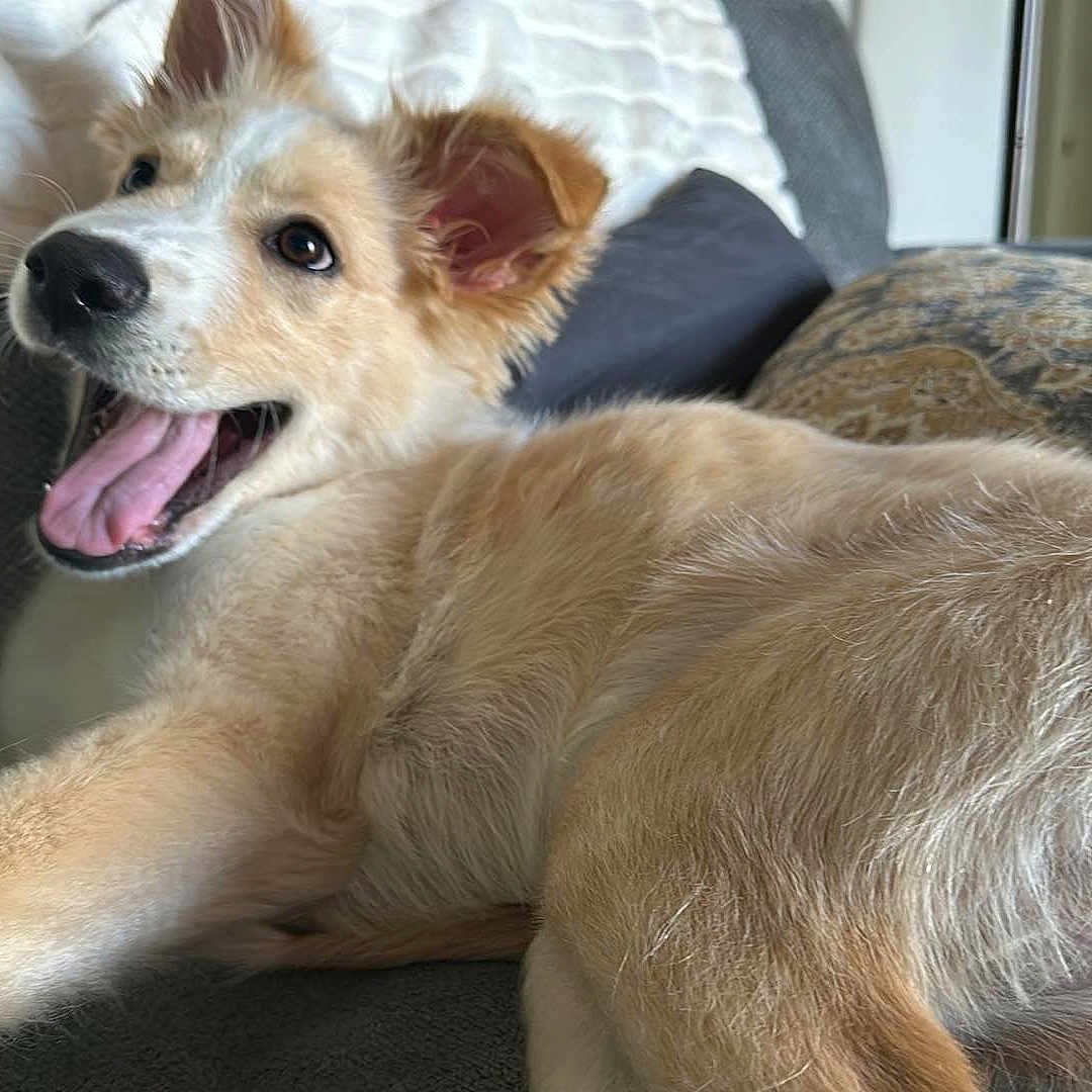Cody is registered to the contest to win money with this photo: ancient_dog_breeds, carnivore, companion_dog, dog, dog_breed, fang, fawn, fur, non_sporting_group, paw, pomeranian, snout, spitz, sporting_group, street_dog, terrestrial_animal, whiskers, wildlife, working_animal, working_dog
