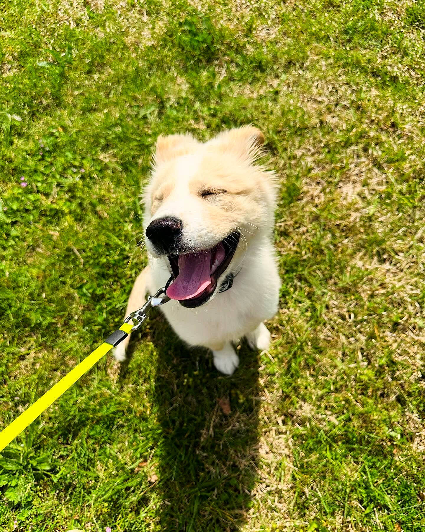 Cody is registered to the contest to win money with this photo: carnivore, collar, companion_dog, dog, dog_breed, dog_collar, dog_supply, dog_walking, fashion_accessory, grass, happy, herding_dog, kintamani, leash, obedience_training, pet_supply, plant, recreation, tail, terrier