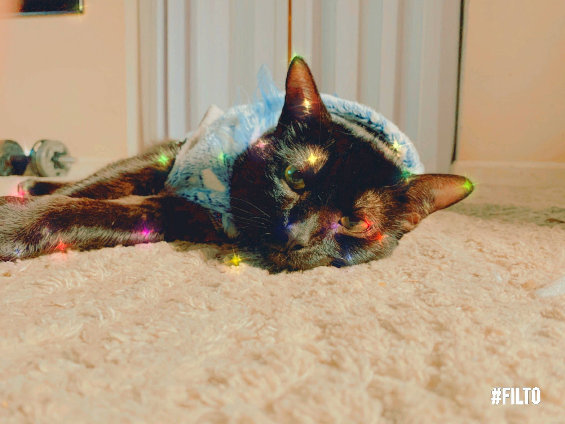 Noah is registered to the contest to win money with this photo: art, black_cat, canidae, carnivore, cat, claw, domestic_short_haired_cat, fawn, felidae, fur, paw, picture_frame, small_to_medium_sized_cats, snout, tail, whiskers, window